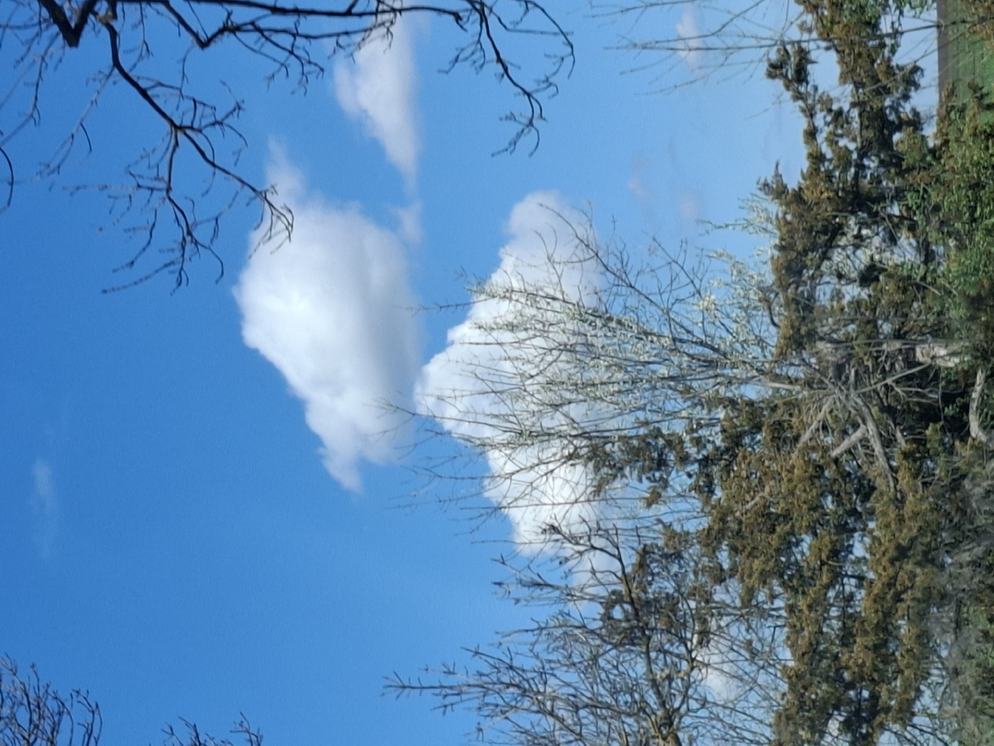 The image shows a view looking up towards a bright blue sky with a few puffy white clouds. In the foreground are bare tree branches and some trees with green foliage. The location, Studeno Buche, Bulgaria, is inferred. No people, actions or interactions are visible.