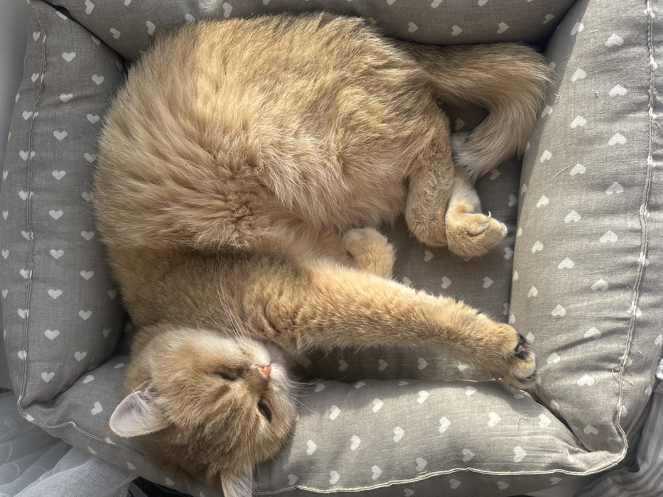 A domestic cat is resting within a padded pet bed in a residential interior in the city of Осоргино, Russia. The short-haired feline, light brown to golden in color, is curled on its left side with eyes closed, indicating repose. Its left front paw is extended forward. The gray fabric pet bed, patterned with small white hearts, features cushioned borders. Direct sunlight from the left illuminates the cat and the bed. A white, sheer curtain is partially visible on the far left, suggesting a nearby window.