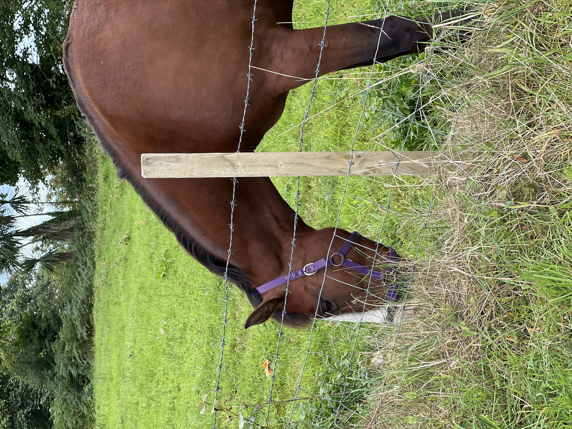 In Mountcharles, Ireland, a brown horse with a white blaze on its face grazes in a grassy field. The horse is wearing a purple halter and is partially obscured by a barbed wire fence. A wooden fence post stands to the right of the horse. The background consists of lush green grass, foliage, and trees under a cloudy sky.