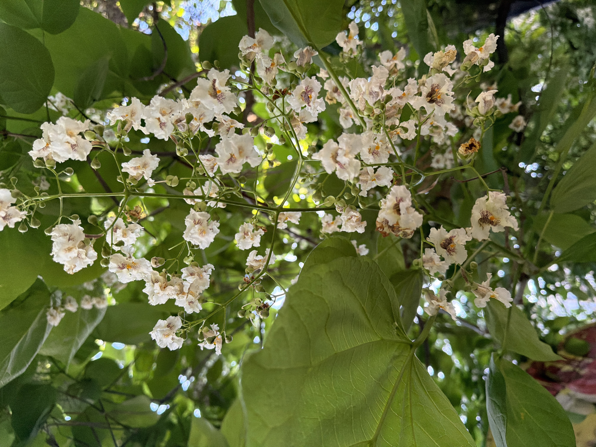 A close-up, low-angle shot captures a cluster of white, trumpet-shaped flowers with brown markings on their interiors, hanging from a branch. The flowers are surrounded by lush, green leaves and the soft bokeh effect of sunlight filtering through the foliage. The scene suggests a tranquil natural setting, possibly in a park or garden within the city of Pazardzhik, Bulgaria. There are no people or discernible actions visible in the image.