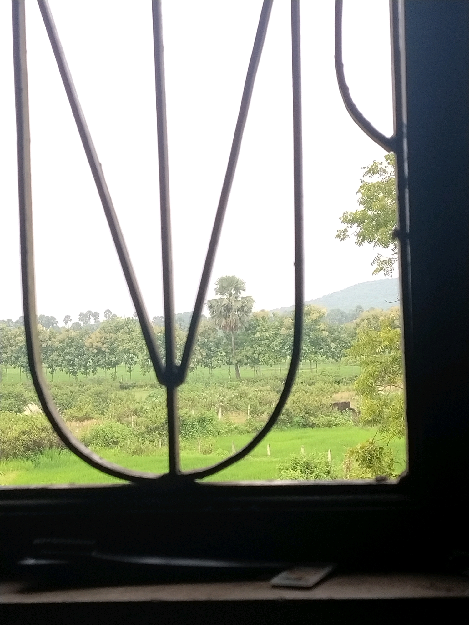 The image shows a view through a window with dark bars, revealing a lush green landscape. In the foreground, the window bars are prominent, with a dark sill below. Beyond the window, a rural scene unfolds with a variety of trees, some with palmate leaves, suggesting a tropical or subtropical location. There are rows of trees that appear to be planted, possibly an orchard or a managed forest. In the background, a gentle hill is visible, shrouded in a light haze, indicating a cloudy or overcast day. The ground is covered in vibrant green vegetation, possibly fields of crops or grass. The overall impression is one of a serene, natural environment. The mention of Bhuban, India, places this scene in a specific geographic context, suggesting a view from a dwelling in that region.