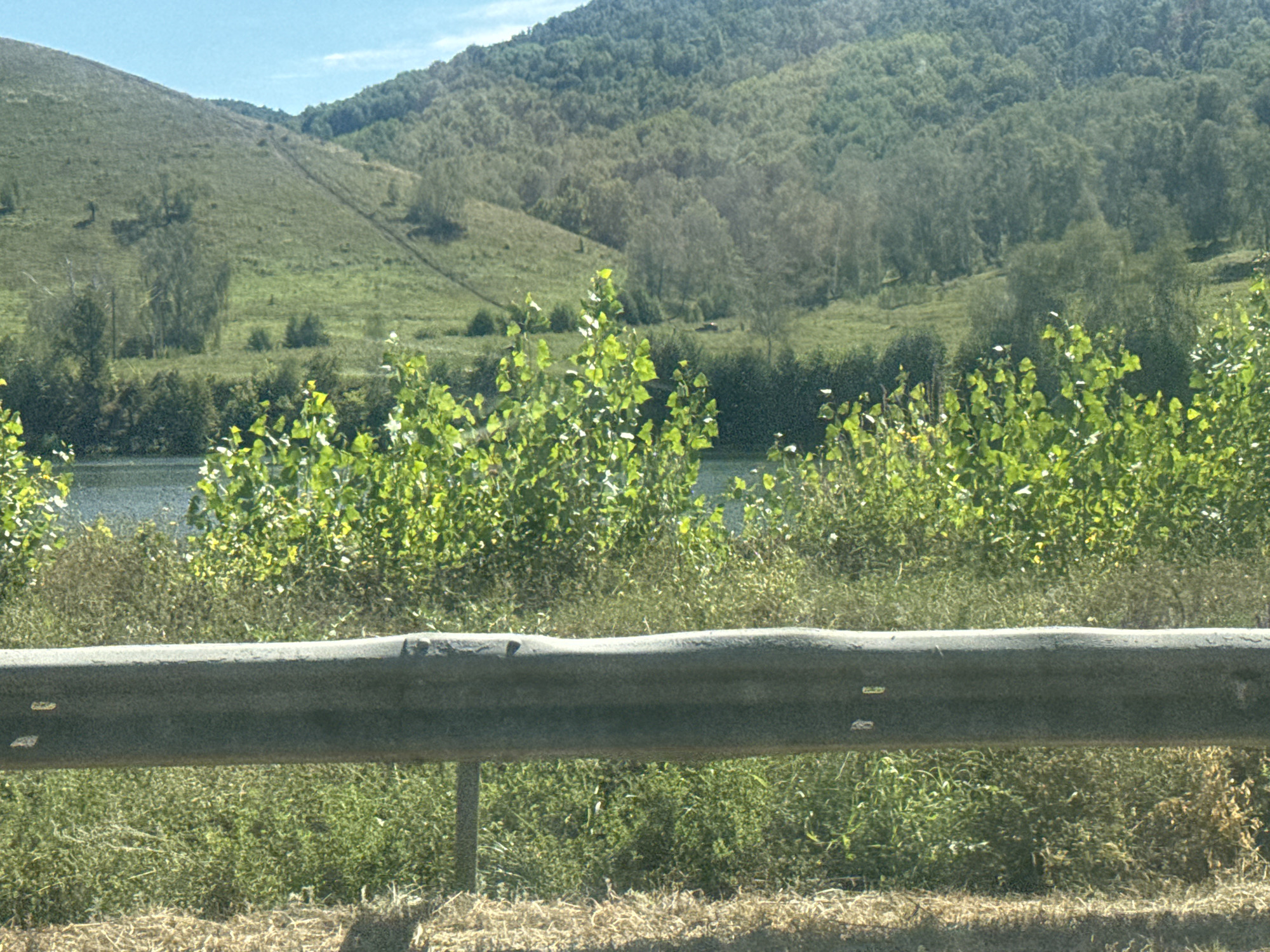 The image shows a grassy hillside with a path winding up it, leading to a forested area at the top. In the foreground, there is a metal guardrail, and behind it, lush green vegetation and a body of water can be seen. The sky is clear and blue. The scene appears to be a natural landscape, possibly a park or a rural area. Based on the provided information, this scene is located in the city of Кугарчи, Russia. There are no people or animals visible in the image.