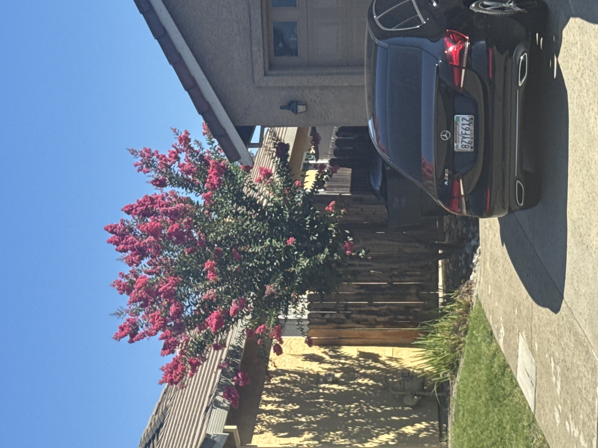 An exterior, eye-level, full shot captures a residential scene under a clear blue sky. A flowering crape myrtle tree with vibrant pink blossoms dominates the center of the frame, its branches reaching towards the sky. To the left, a beige house with a tiled roof is visible, and a wooden fence separates the property from a neighboring area. A black Mercedes-Benz sedan is parked in the driveway on the right, with its rear facing the camera. The car's license plate reads "8ZYF612." To the left of the car, a dark-colored trash bin is partially visible. The ground is paved with concrete, and a patch of green grass is seen to the left of the driveway. The scene appears to be in a suburban neighborhood in Roseville, United States of America.