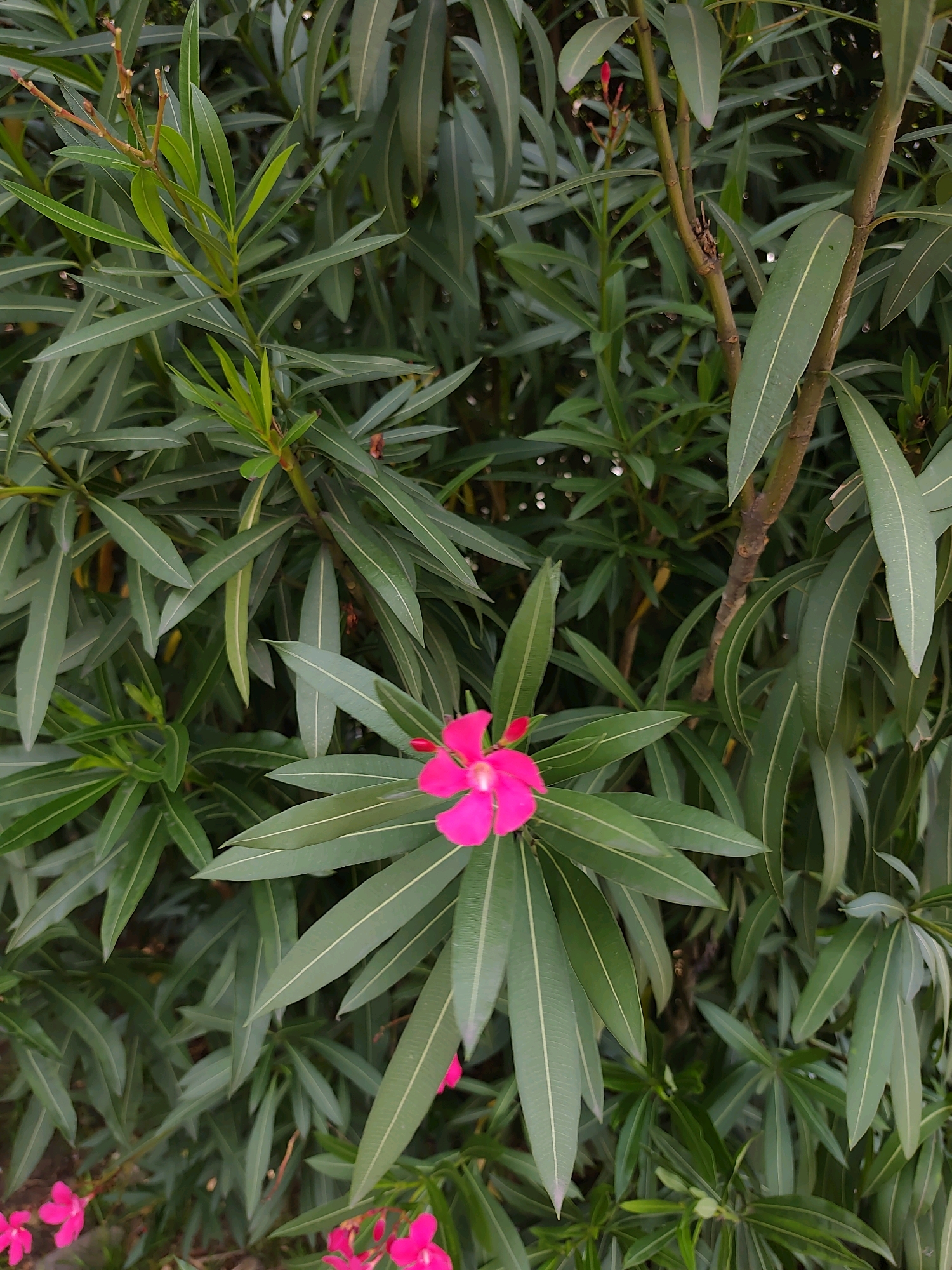 A close-up, eye-level shot captures a vibrant fuchsia oleander flower with five petals, centered in the frame. The flower is surrounded by its lush, dark green, lance-shaped leaves. A thin, brown branch with small red buds is visible above and to the right of the flower. In the lower left and lower right corners, additional fuchsia oleander flowers are partially visible. The background consists of a dense arrangement of oleander leaves and branches. The image appears to be an outdoor shot, likely in a garden or park setting. There are no people present in the image.