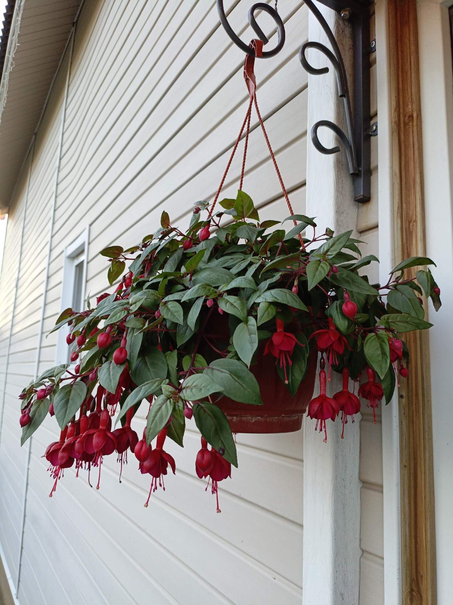 A hanging basket of red fuchsias is suspended from a decorative black metal bracket attached to a cream-colored, clapboard-sided building. The building has white trim around a window visible on the left side of the image. The basket itself is a reddish-brown plastic pot filled with lush green foliage and numerous pendulous red flowers with prominent stamens. The scene appears to be outdoors, likely on a residential property, as suggested by the architectural style of the building. There are no people visible in the image. The lighting suggests it is daytime. The location is identified as Khotkovo, Russia, a town north of Moscow known for its Orthodox monastery and historical significance.