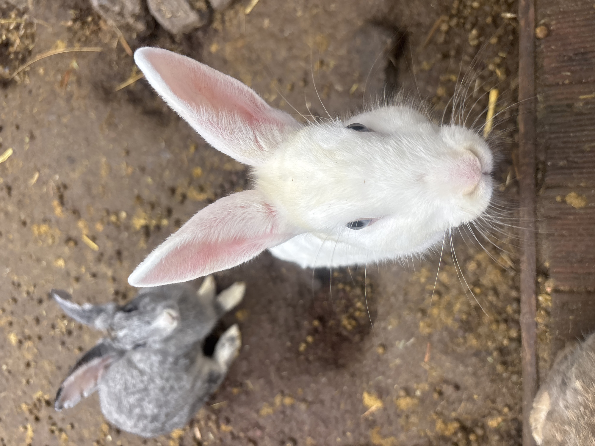 An overhead, close-up shot shows a white rabbit in the foreground, its head tilted upwards, with blue eyes and pink ears. Its whiskers are prominent. Behind it, a gray rabbit is partially visible, sitting down. The ground beneath them is a mix of dirt and straw. The image does not provide any information about the location in Jeju, South Korea.