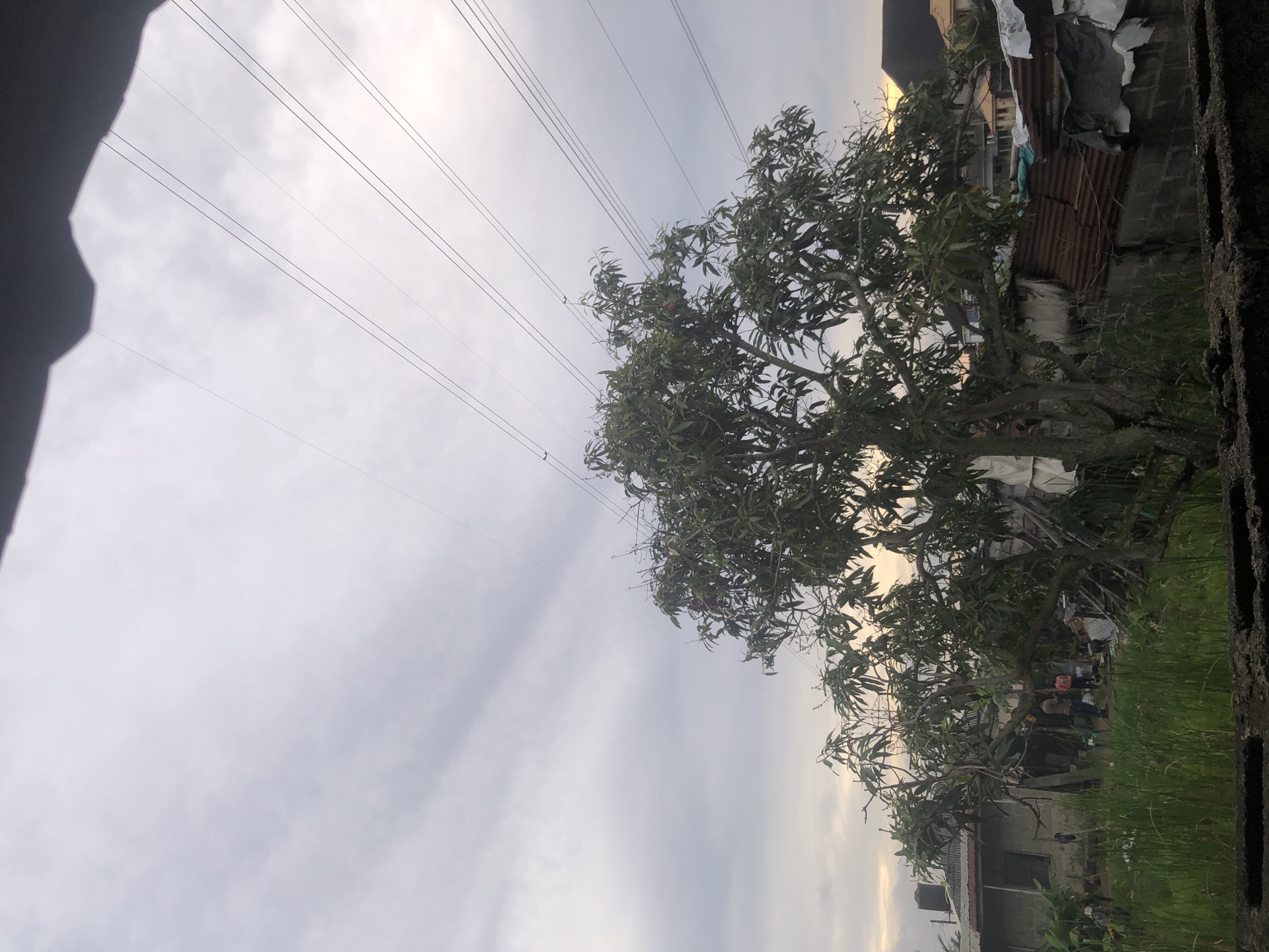 An outdoor scene in Ado, Nigeria, features a large, mature mango tree in the foreground, its branches laden with leaves and some visible fruit. Behind the tree, several structures are present, including a grey concrete building with a sloped roof, a structure with corrugated metal roofing, and other houses with varied roofing materials. Tall, green grass grows in front of the structures. In the middle ground, a group of approximately four individuals are visible, engaged in what appears to be a casual gathering or activity near the concrete building. Overhead, multiple power lines crisscross the overcast sky, contributing to the urban or semi-urban setting. The lighting suggests it is either early morning or late afternoon, with a soft glow on the horizon. The foreground is partially obscured by a dark, textured surface, possibly a wall or ledge.
