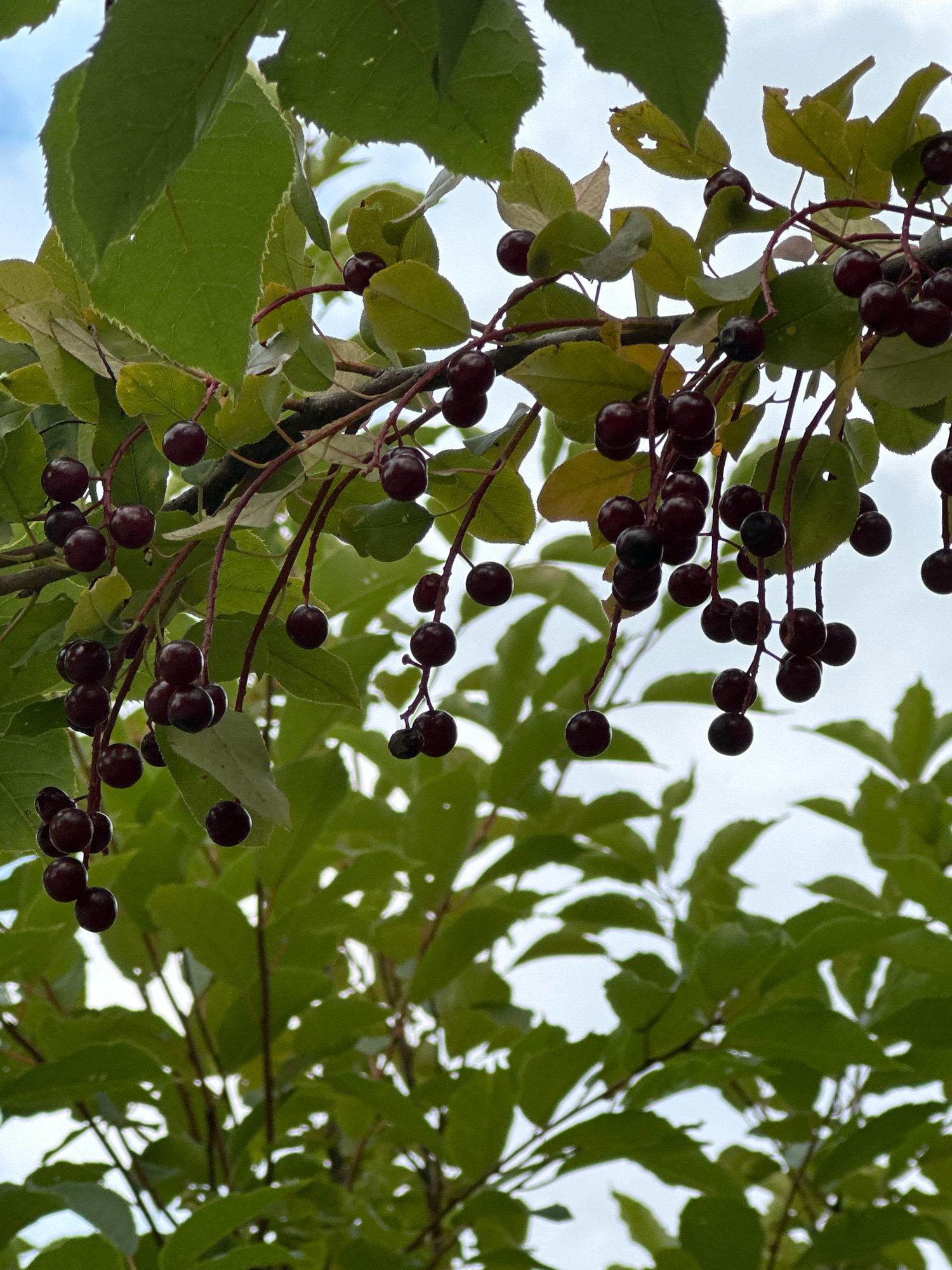 The image depicts a close-up, eye-level view of a branch laden with ripe, dark purple berries, likely chokecherries, against a backdrop of green foliage and a hazy sky. The berries are clustered on thin, reddish stems, with some individual berries appearing slightly more mature and darker than others. The leaves are various shades of green, some appearing slightly yellowed or damaged, suggesting they are nearing the end of their season. The branches themselves are dark brown and textured. The overall impression is of a natural, outdoor scene. The image does not contain any people or discernable urban elements, and therefore, no specific location within the city of Minsk, Belarus, can be determined from the visual information provided.