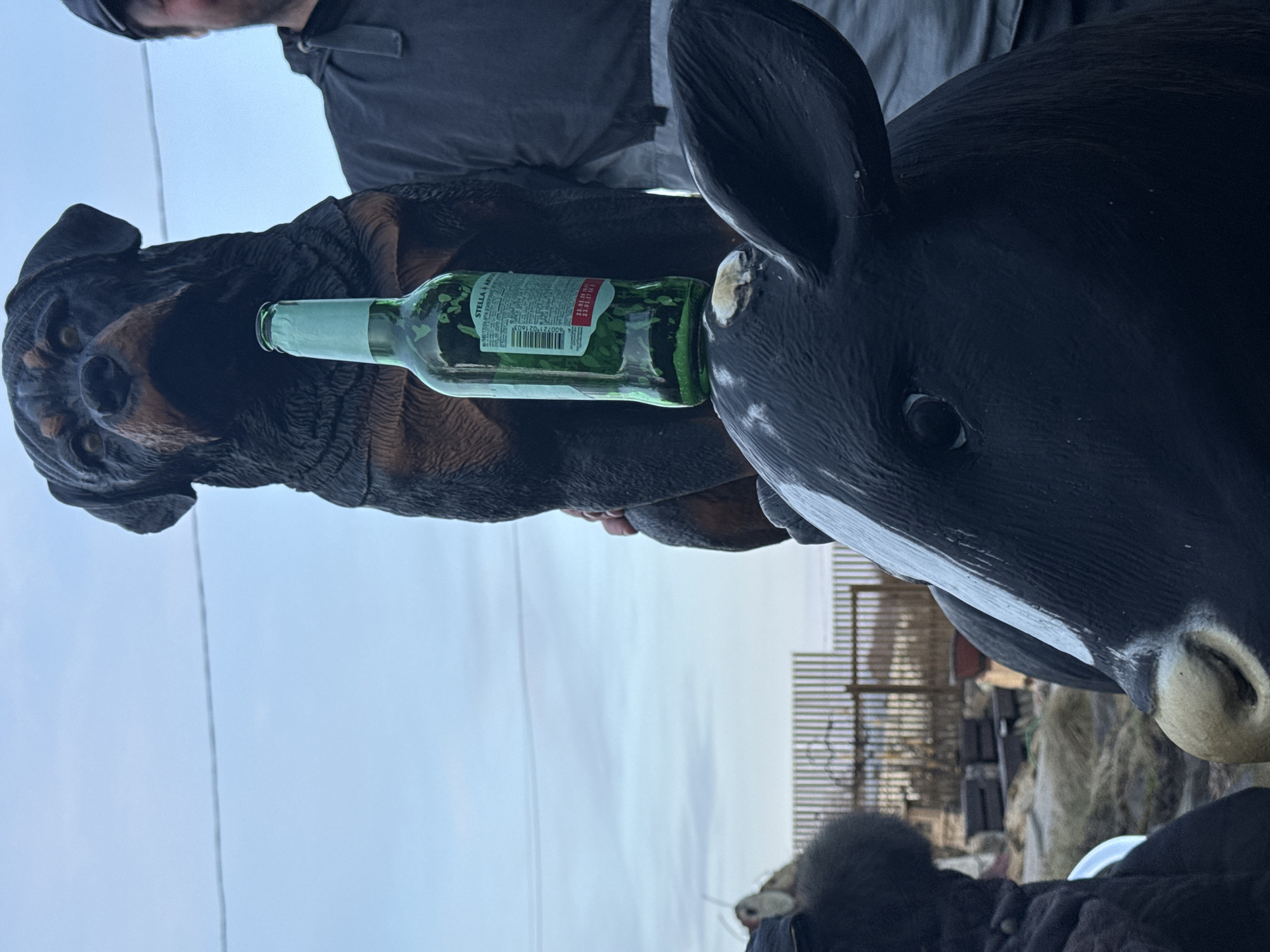A medium shot, taken outdoors on an overcast day, shows a person holding a Stella Artois beer bottle balanced between a wooden dog sculpture on the left and a black and white cow sculpture on the right. The person is wearing a dark jacket and hat and is positioned above the sculptures. The dog sculpture is brown and black, while the cow sculpture is predominantly black with a white face. In the background, there is a fence, some stacked tires, and other indistinct objects. The location is likely Sukhobuzimskoye, Russia, although this is not visually confirmed in the image.