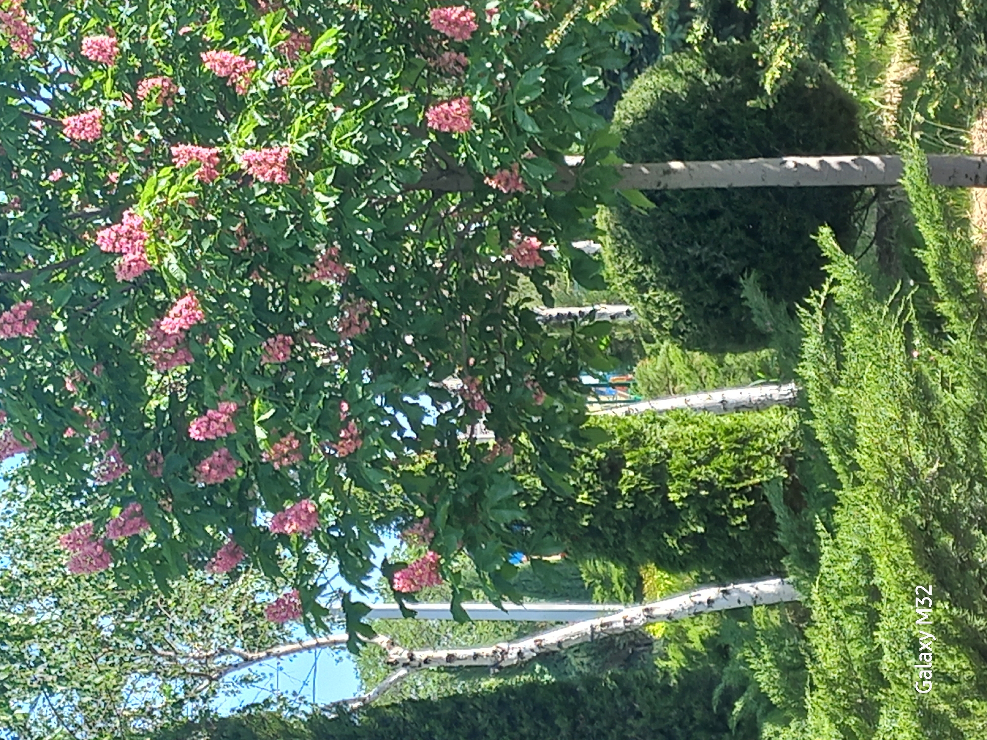 The image shows a landscape with trees and foliage, likely taken in a park or garden. A tree with pink blossoms dominates the left side of the frame. The trunks of birch trees with their characteristic white bark and dark markings are visible in the background. Lush greenery, possibly hedges or bushes, fills the right side of the image. The location is in Volzhsky, Russia.
