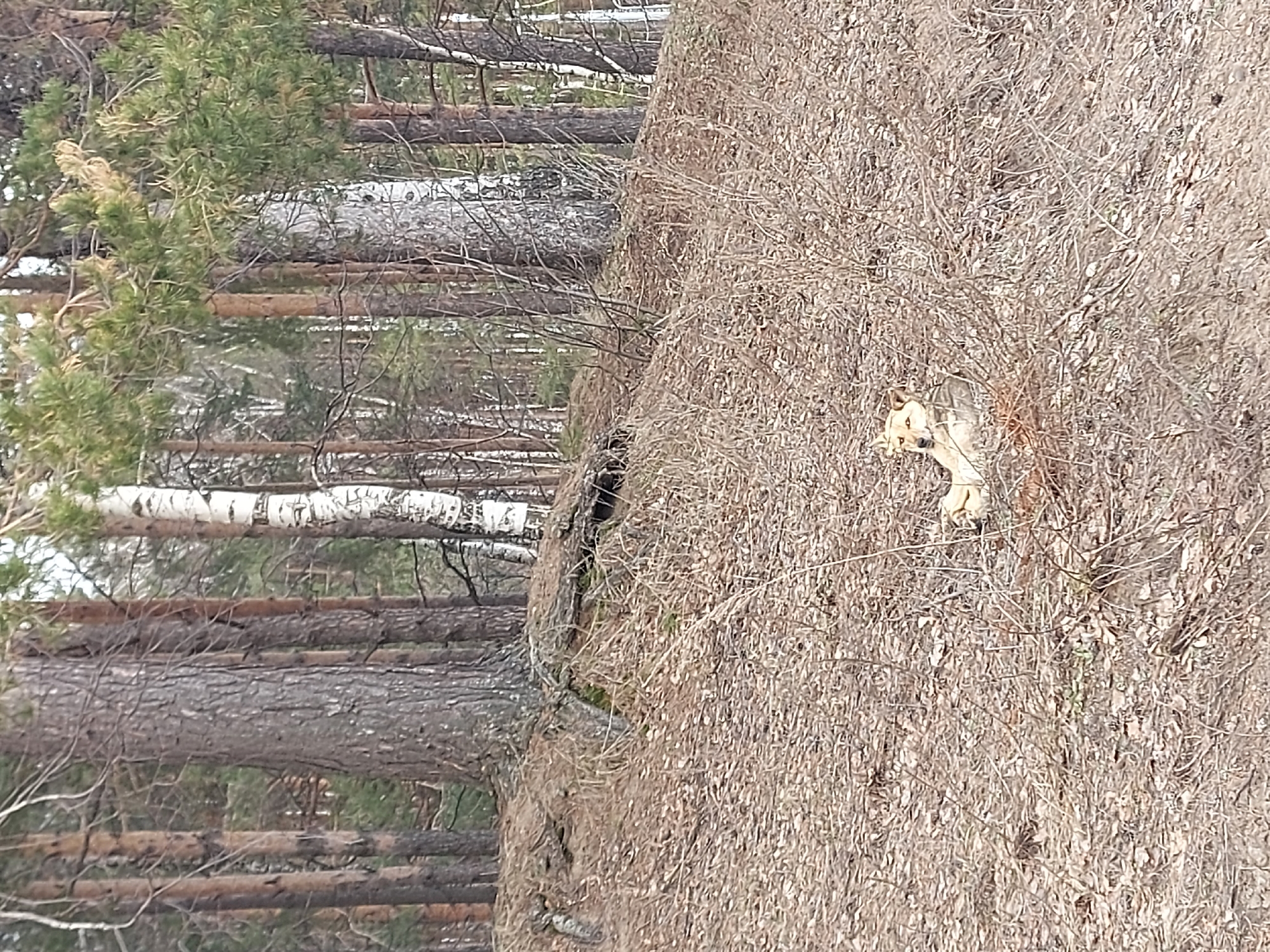 The image shows a forest edge in Chaikovsky, Russia. On the left are rows of pine and birch trees. On the right, a dirt embankment is covered with dry vegetation. A dog is partially visible amidst the dry vegetation on the embankment.