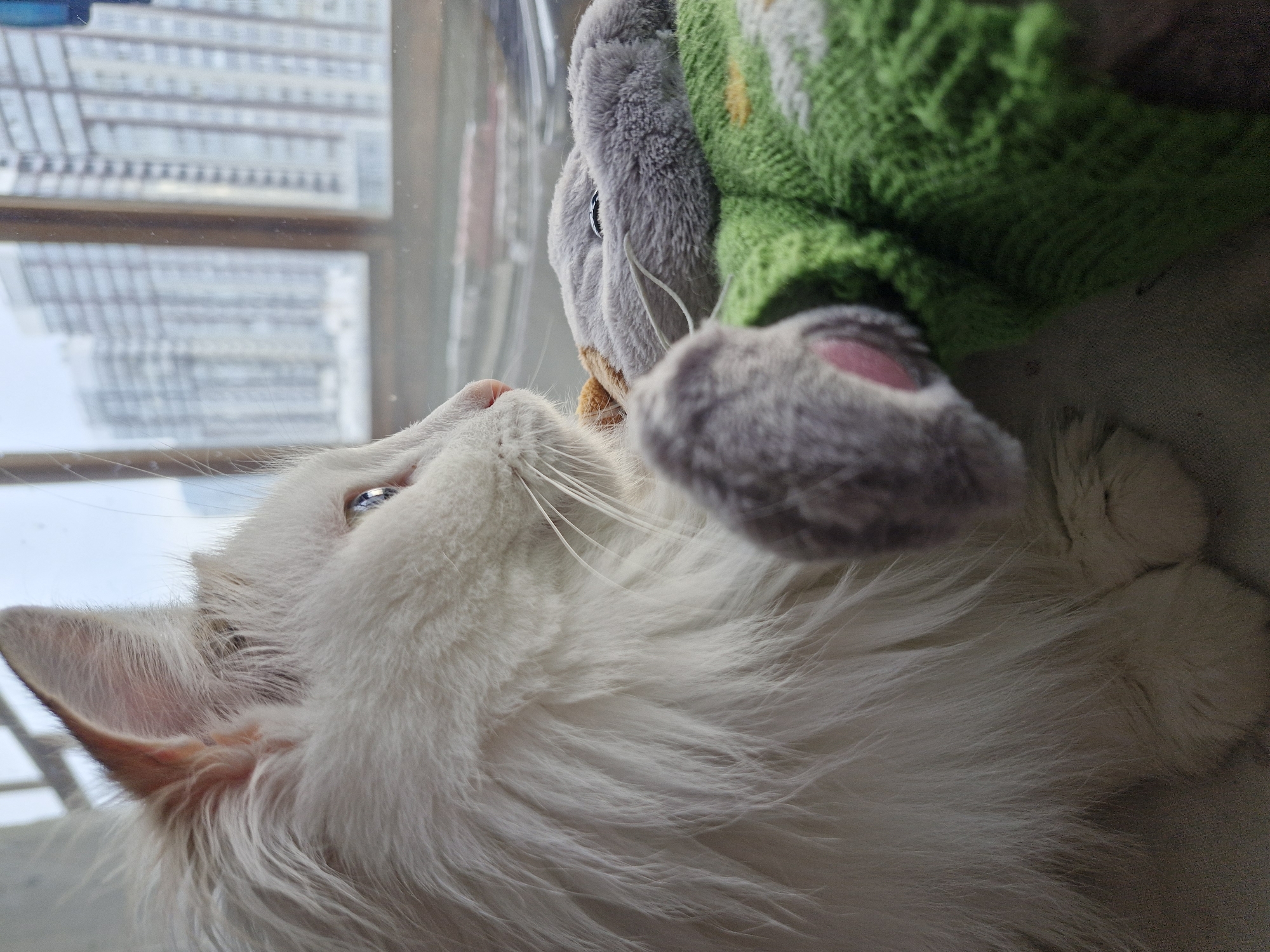 A white cat with long fur is lying down, looking up at a stuffed grey rabbit wearing a green sweater. The cat has blue eyes and is positioned near a window. Outside the window is a blurred view of a city with tall buildings, potentially Yekaterinburg, Russia.