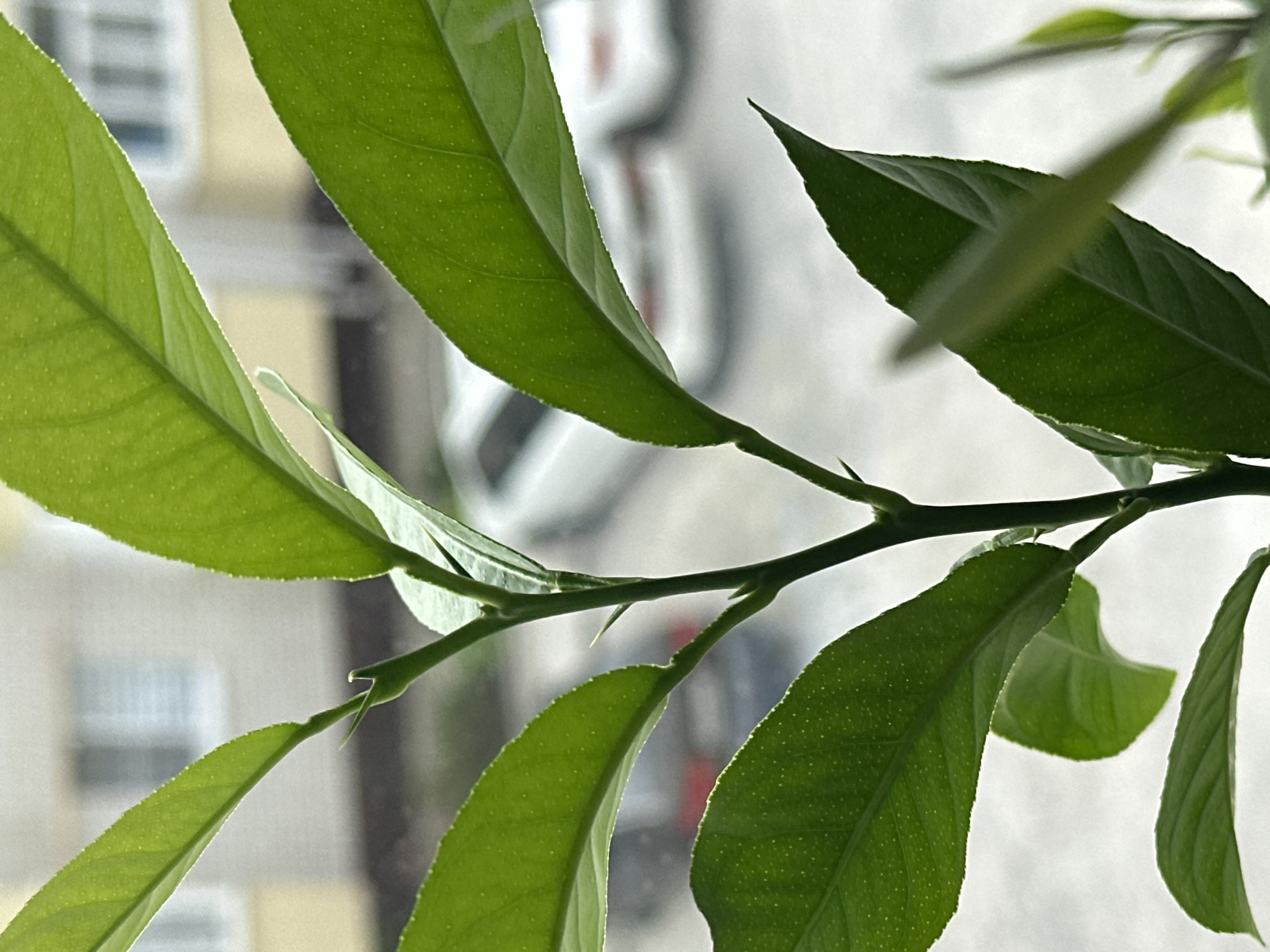 This is a close-up, vertical, eye-level shot of a young lemon tree branch with vibrant green leaves, positioned indoors in Nevinnomyssk, Russia. The leaves are slightly textured with tiny, light-colored dots, and their edges are serrated. A sharp thorn is visible on the stem. In the blurred background, through a window, two white cars are parked, and a building with light-colored walls and visible windows is present, suggesting an urban or suburban residential setting. The lighting is natural, coming from the window, and casts a soft glow on the leaves. There are no people visible in the image.