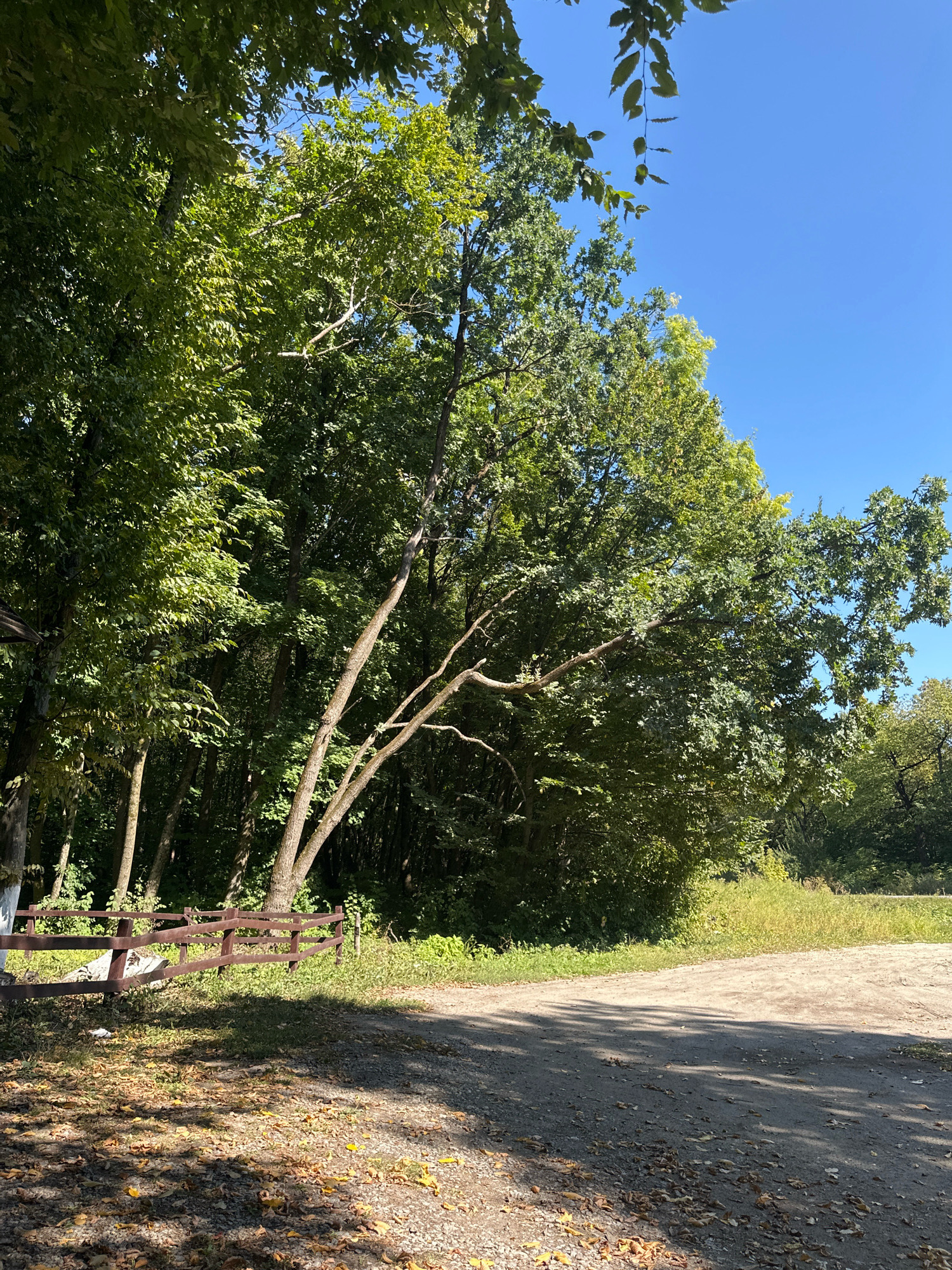 The image depicts a scene in Shatava, Ukraine. It is a sunny day with a clear blue sky. The foreground shows a gravelly path with scattered autumn leaves. To the left, a low, brown wooden fence runs along the edge of the path. Behind the fence is a dense forest with lush green trees, their leaves casting shadows on the ground. A prominent, bare tree with twisting branches extends from the forest towards the path. The background features more trees and a grassy field. The overall impression is one of a natural, somewhat wild, outdoor setting.