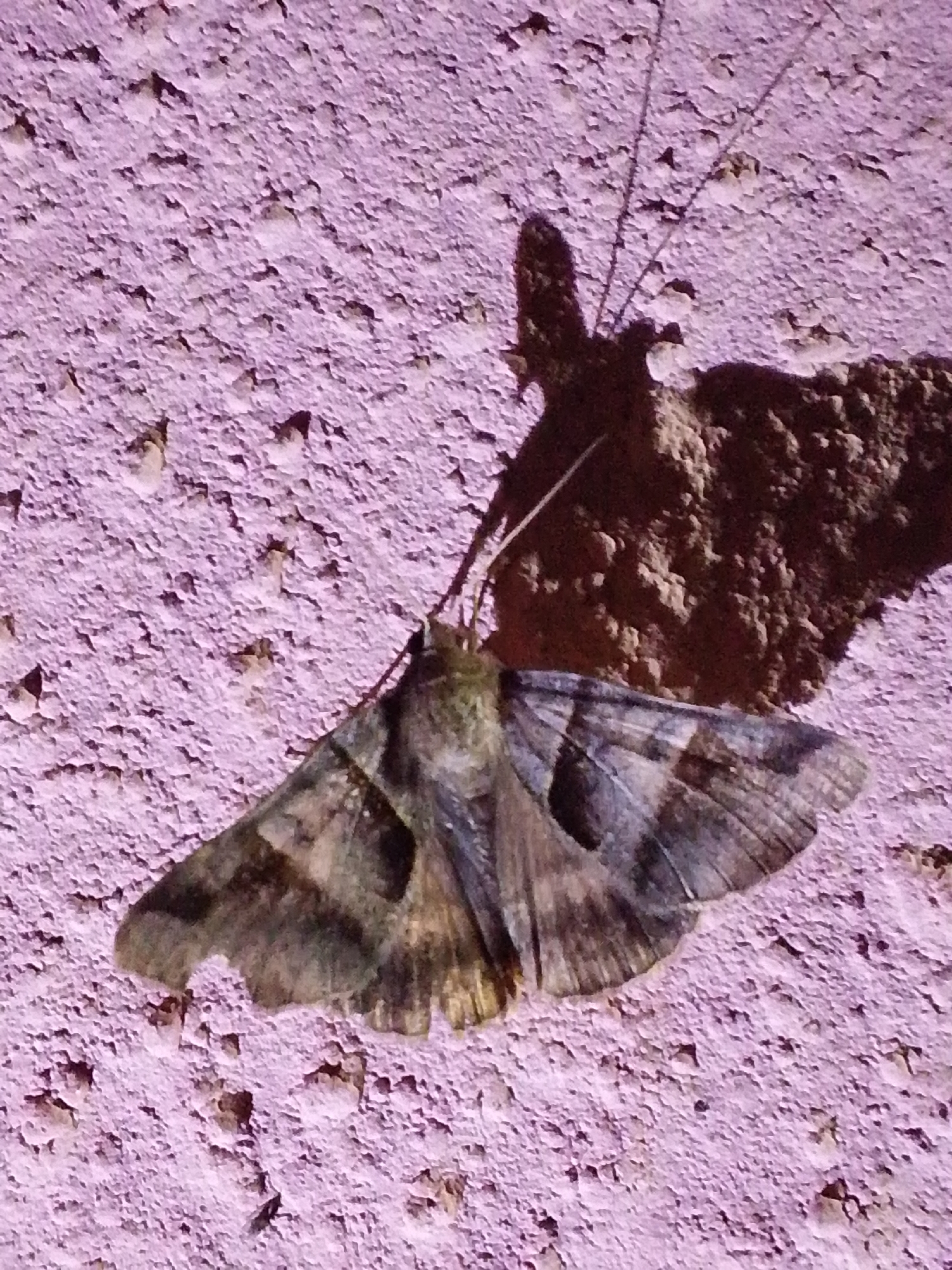 A moth with grey and brown patterned wings rests on a textured, light purple surface. The surface appears to be a wall or ground with small bumps and indentations. A shadow, cast by the moth and possibly a thin twig or antenna, is visible behind it. The image is taken from a slightly elevated angle, looking down on the moth. The location in Serti, Nigeria, is not discernible from the visual information provided in the image.
