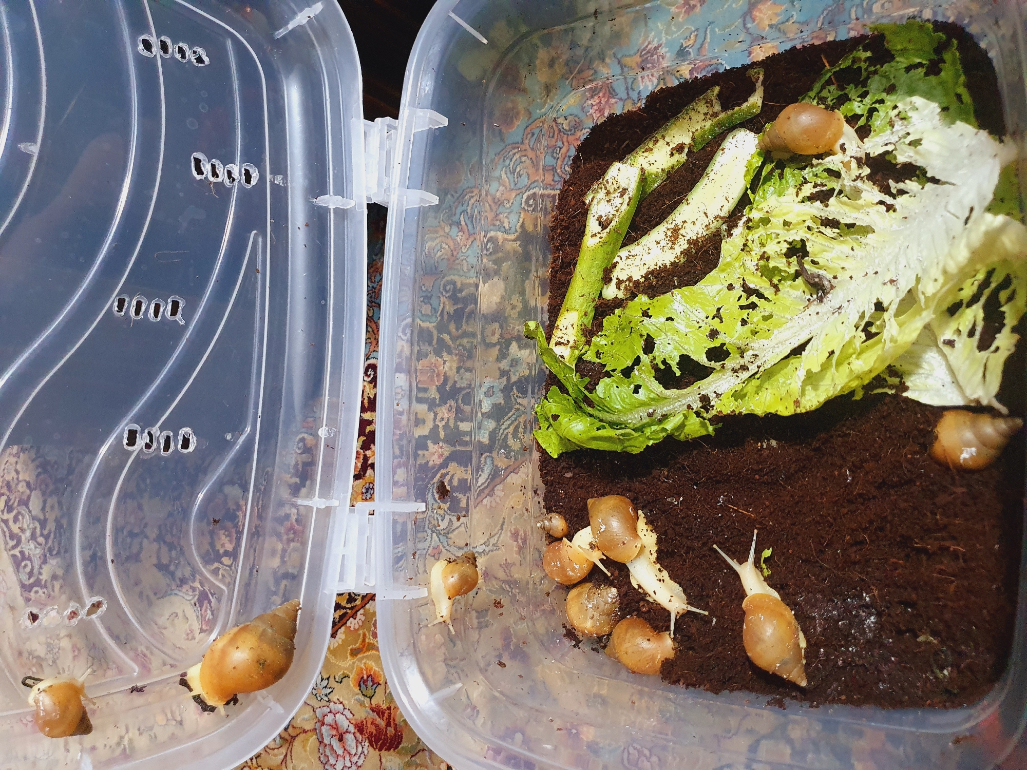 The image displays a transparent plastic container filled with dark, moist soil. Several snails, varying in size and shell color from light brown to a deeper amber, are present. Some snails are on the soil, while others are attached to the inside of the container's lid. A portion of a lettuce leaf, showing signs of being eaten, and some green vegetable scraps are also visible within the container. The container itself is open, with its lid positioned upwards. The scene is set against a patterned fabric, possibly a rug or tablecloth, with floral motifs in shades of red, blue, and beige. This image does not provide any information about a specific location in Shiraz, Iran, or any details related to crime or forensic evidence.