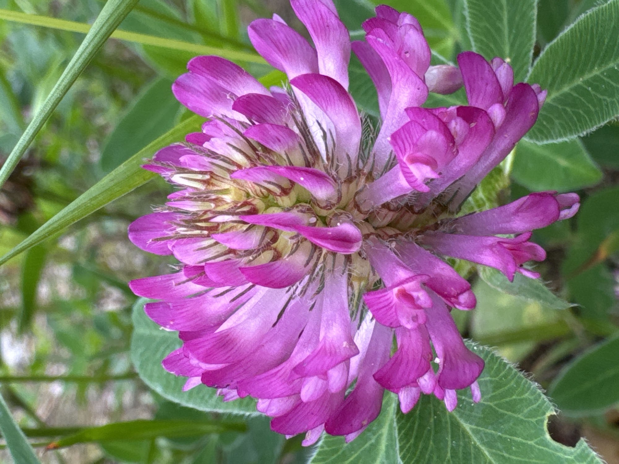 The image is a close-up, high-angle shot of a vibrant pink clover flower in full bloom, set against a blurred background of green foliage and tall grass. The flower's head is composed of numerous small, tubular petals radiating outwards and upwards from a central core, with some petals curving inwards. The petals are a rich pink, fading to a lighter shade towards the tips, and exhibit delicate veining. The central part of the flower shows a cluster of thin, yellowish-brown stamens. The leaves of the clover plant are visible in the foreground and to the sides, characterized by their fuzzy texture and serrated edges. The lighting is bright and natural, highlighting the texture and color of the flower. The image does not contain any people, structures, or indications of a specific urban environment. Therefore, it is impossible to determine if the image is located in the city of Mars, Russia, or any other specific location.