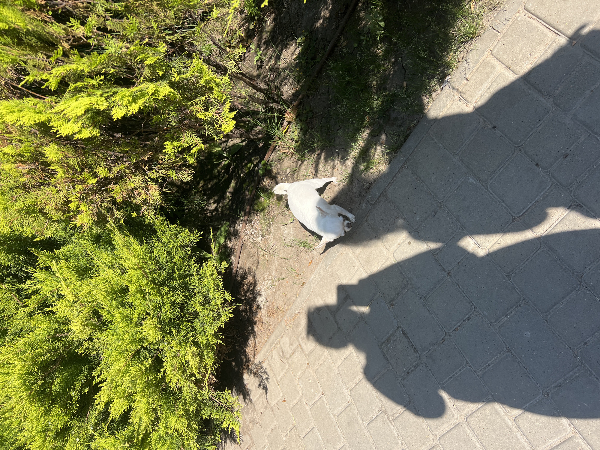 A small white dog with a curled tail is sniffing the ground near a juniper bush on a sunny day. The dog is positioned to the right of the frame, with its back to the viewer. Its head is lowered towards the dirt and grass. The dog is on a paved walkway made of rectangular gray bricks, which occupies the lower half of the image. To the left of the dog, the shadows of two people are cast on the walkway. The larger shadow on the left appears to be holding a phone, suggesting the photo was taken by one of the individuals. The juniper bush, with its bright green foliage, fills the upper portion of the image. The scene is outdoors, with dappled sunlight illuminating the dog and the walkway. The background shows more greenery and some exposed soil. The location is described as Fontanka, Ukraine.