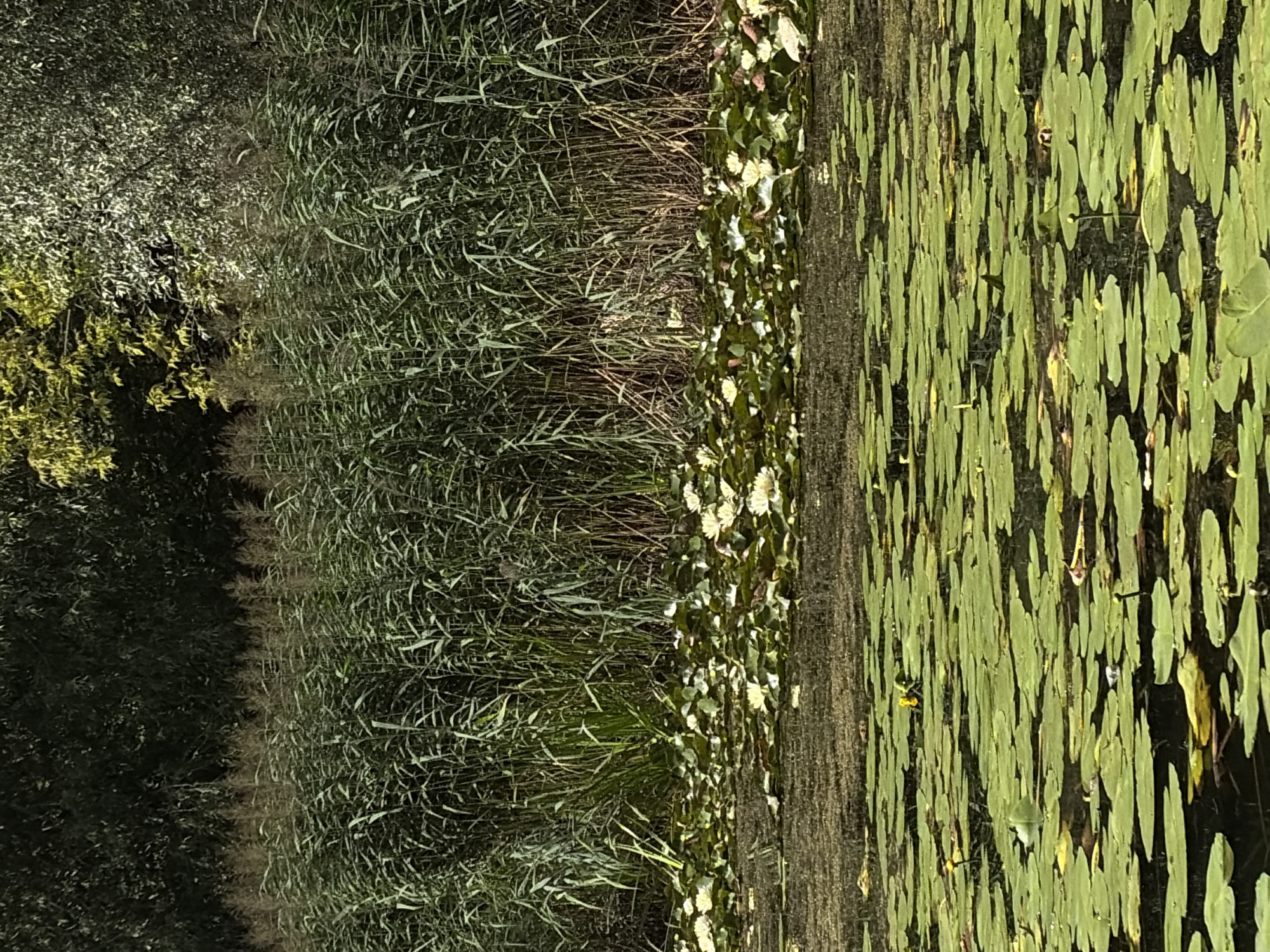 The image depicts a natural scene of a pond or lake, likely in Khimki, Russia, with a dense growth of reeds in the background and lily pads and white water lilies floating on the surface of the water in the foreground and midground. The water appears dark and still, reflecting the greenery. The reeds are tall and slender, forming a thick wall along the edge of the water. The lily pads are broad and green, interspersed with the white blossoms of water lilies. Sunlight filters through the foliage, creating dappled light and shadow. The overall impression is one of a tranquil, natural environment. No people or animals are clearly visible in the image, but the presence of lilies suggests a habitat that could support aquatic life.