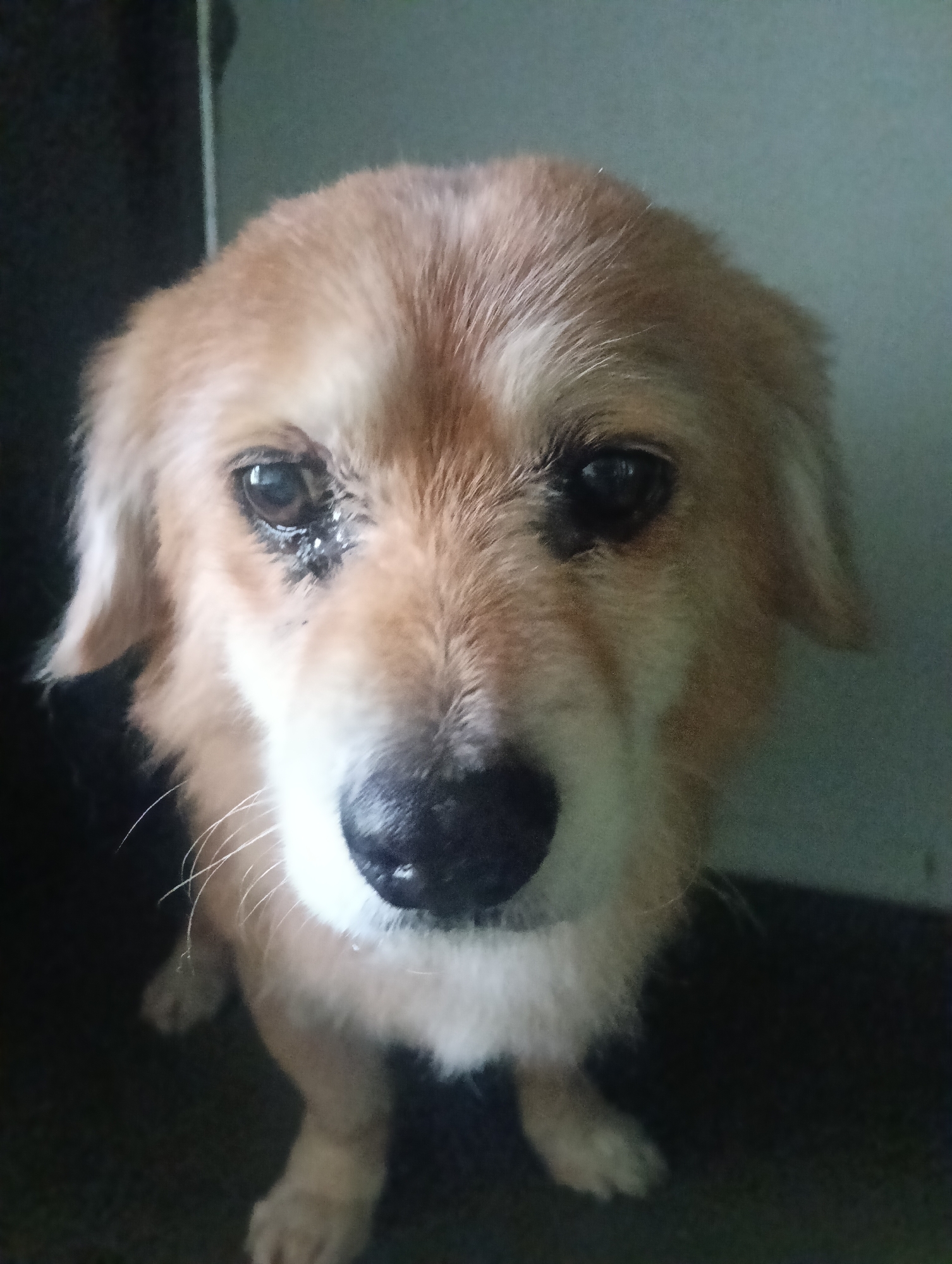 A close-up shot focuses on a medium-sized dog with a predominantly tan and white coat. The dog's face features a wet, shiny black nose and dark eyes, with some black staining visible below them. The dog appears to be indoors, with part of a dark object or surface visible on the left and a lighter, plain wall in the background to the right. The paws of the dog are visible towards the bottom. No indication of being in Nairobi, Kenya can be determined from the image.