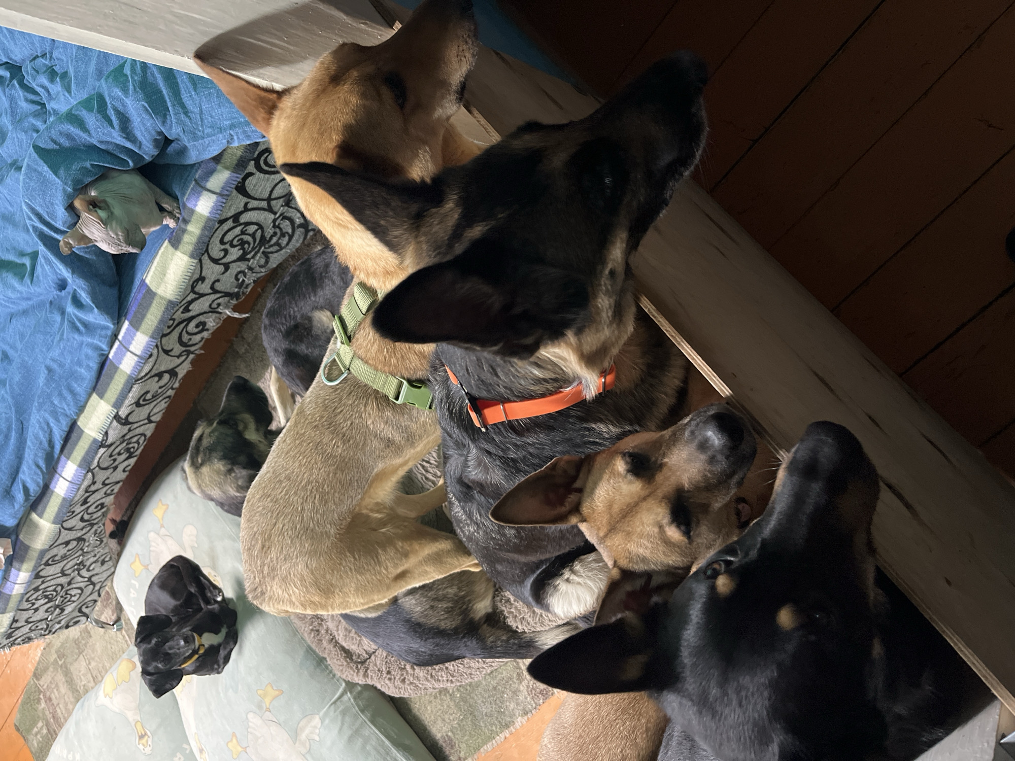 This image captures an indoor scene in Nizhny Tagil, Russia, featuring seven dogs and one Sphynx cat. In the foreground, from left to right, a black and tan dog with an orange collar, a light brown dog, a dark brindle-patterned dog, and a reddish-brown dog are positioned behind a light wooden barrier, all facing left. Behind them, a tan dog wearing a green harness stands on a brown pet bed, adjacent to a partially visible dark-colored dog. To the far left, a small black dog with a yellow collar is curled on a light blue pillow with yellow duck patterns. A larger brindle-patterned dog's head rests on another similar pillow. In the background, on a bed covered with a blue blanket and a patterned quilt, a light-skinned Sphynx cat is seen peering from under the blanket. The floor exhibits a patterned rug on the left and dark wooden floorboards on the right.