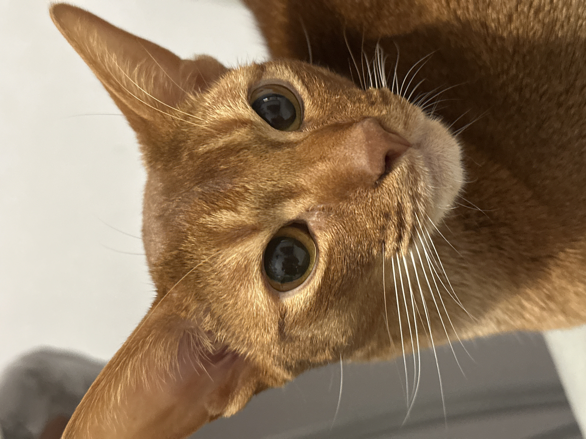 A close-up, tilted view of an orange cat's face. The cat's eyes are large and dark, and its whiskers are long and white. The cat appears to be looking directly at the viewer. The background is out of focus, showing white and gray colors. The image does not provide sufficient information to determine if it was taken in Kazan, Russia. There is no information about any people, subjects, objects, actions, interactions, or environment other than the cat and the blurred background.