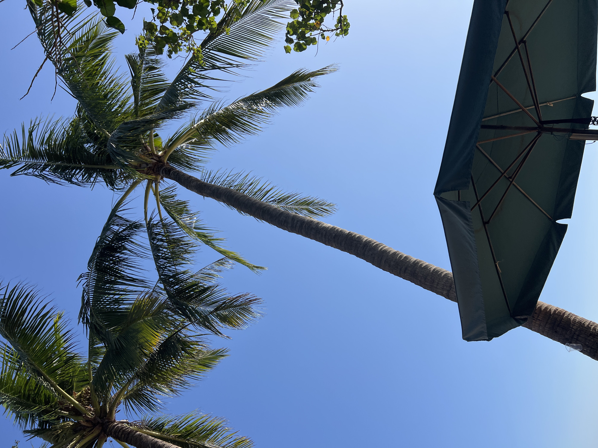 The image shows an outdoor scene with clear blue skies. In the foreground, the underside of a dark green umbrella is visible, supported by wooden ribs. To the left of the umbrella, a portion of a textured, brown palm tree trunk is angled upwards. Above and behind the umbrella, the fronds of two palm trees are visible, with one frond extending across the top of the frame. The overall setting suggests a tropical location.