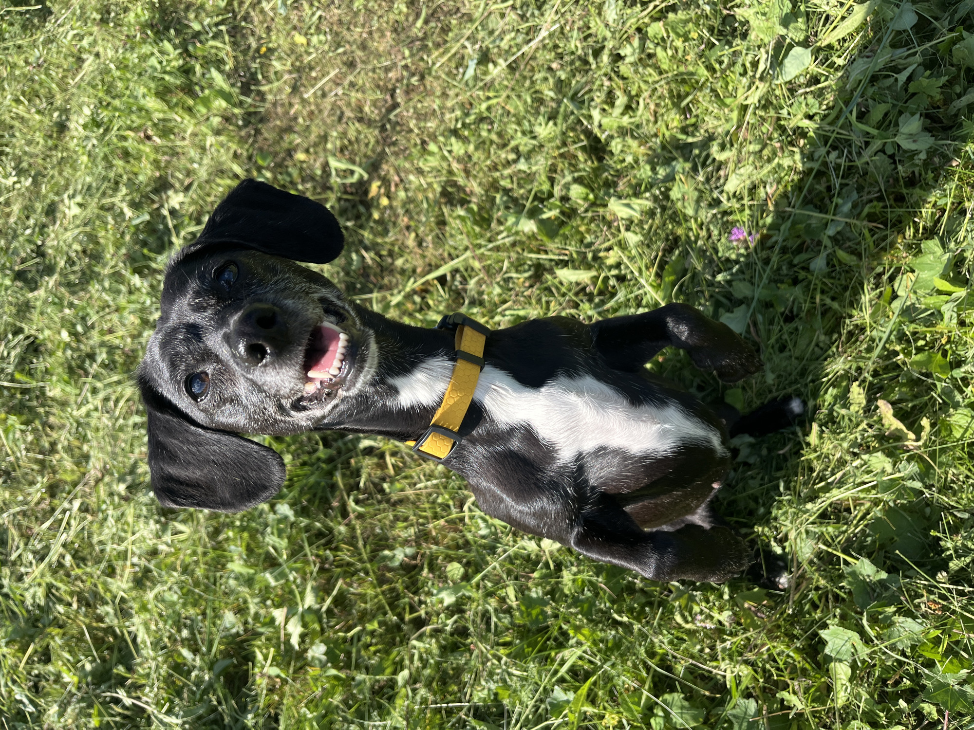 A medium shot from a high angle captures a black and white dog lying on its back in a grassy field under bright, sunny daylight. The dog, appearing to be a mixed breed with floppy ears and a happy expression, has its mouth open in a wide grin, revealing its teeth and tongue. A bright yellow collar is visible around its neck. The dog's fur is primarily black with a distinct white patch on its chest and belly. The background is a lush green field filled with various types of grass and some small plants, suggesting an outdoor, natural setting. The lighting indicates it is daytime, likely mid-morning or afternoon, with strong sunlight casting shadows. The overall mood of the image is joyful and playful, conveyed by the dog's enthusiastic pose and expression. There is no visible text in the image. The location is Nizhny Tagil, Russia.