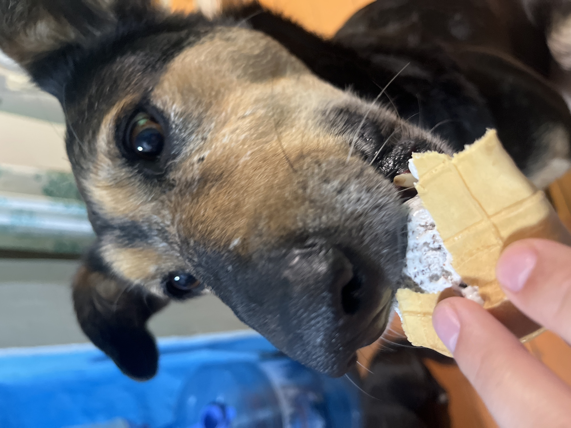 A close-up, eye-level, medium shot shows a dog eating ice cream from a cone held by a human finger. The dog is a medium-sized breed with black, brown, and tan fur. Its head is angled towards the ice cream, and its mouth is open, with the cone visible. The dog's eyes are dark brown, and its ears are pointed and black. The ice cream appears to be vanilla with dark chocolate chips. The background is blurred, with a blue object on the left and a light-colored curtain on the right. The scene takes place indoors, likely in a home, and there is no indication of the location being in Nizhny Tagil, Russia.
