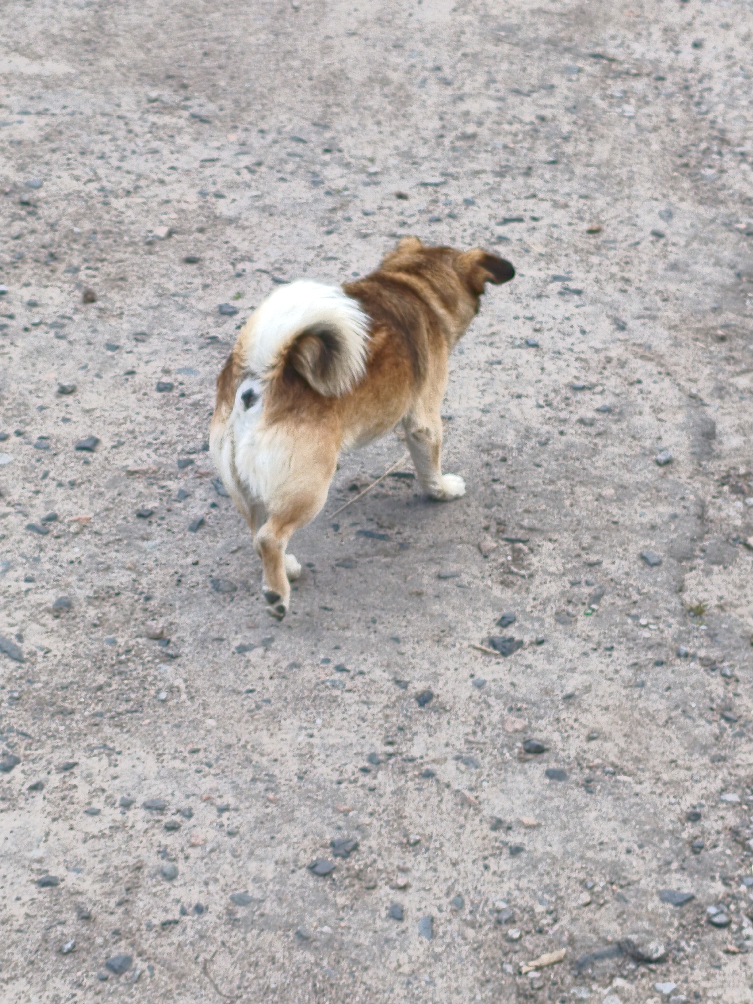 A medium-sized, brown and white dog is seen from behind on a gravelly surface. The dog's tail is curled, and it has a black spot on its rear. The ground consists of a mixture of dirt, sand, and small rocks. The location and city are unknown.