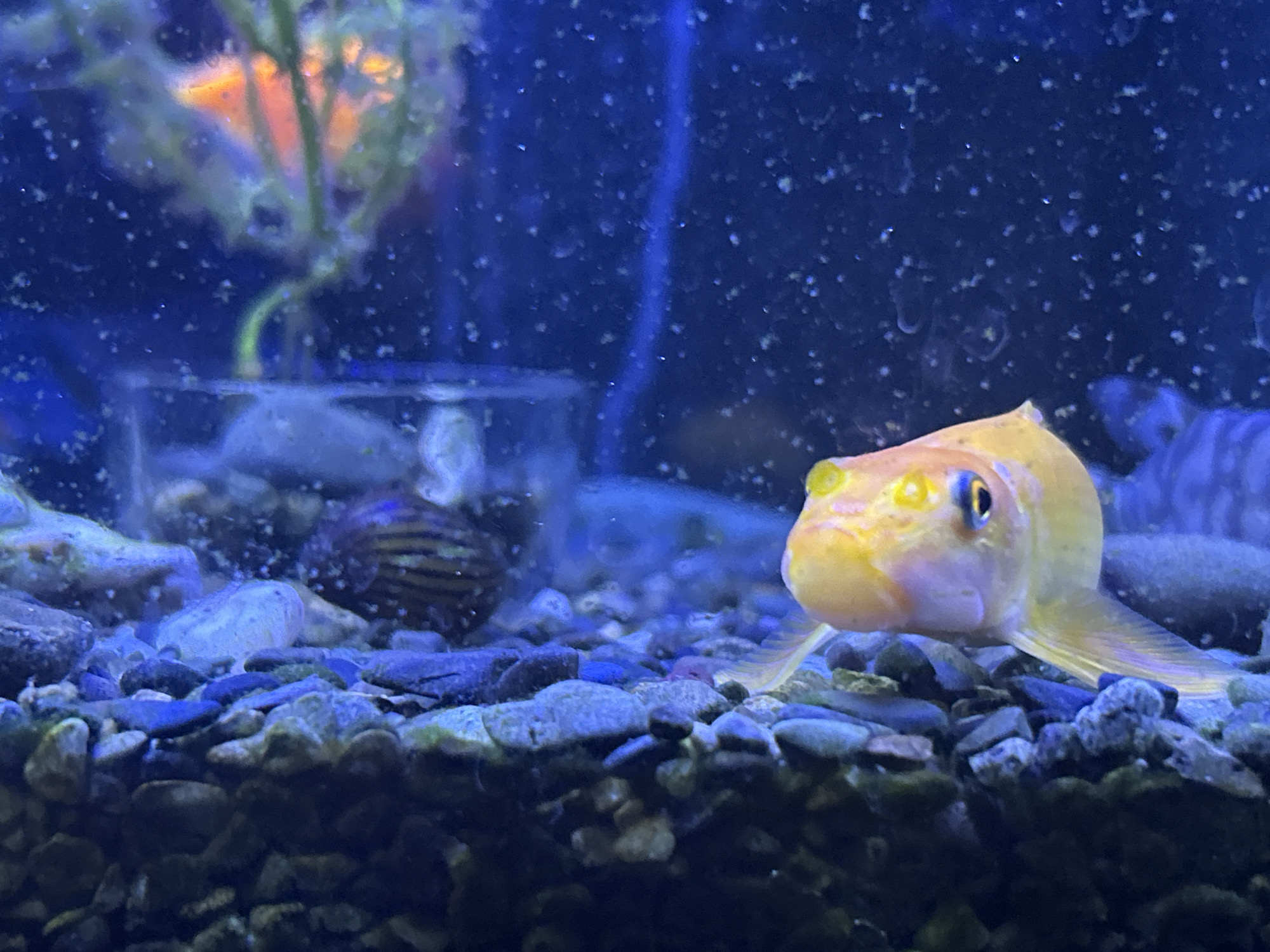 The image shows a close-up view of a yellow-orange fish with blue eyes in an aquarium. The fish is positioned in the foreground, facing the camera and resting on a bed of small, dark pebbles. In the background, there is a blurry green plant with orange hues and a clear glass container. The water in the aquarium appears somewhat cloudy with small white particles floating throughout. The overall lighting is dim, with blue tones dominating the scene. The location of Verkhnevesyoloye, Russia is irrelevant to the visual content of the image.