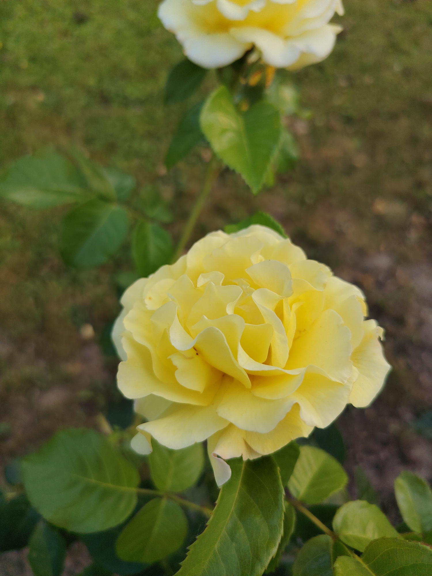 A close-up, eye-level, vertical shot shows a bright yellow rose in full bloom, with its petals unfurled and layered. The rose is the primary subject, positioned in the foreground and taking up a significant portion of the frame. Its textured petals exhibit soft curves and slight ruffles. Behind the main rose, a second, out-of-focus yellow rose is visible, also in bloom, higher up on the stem. Lush green leaves with serrated edges surround the roses, some in sharp focus, others blurred in the background. The background consists of out-of-focus greenery and soil, suggesting an outdoor garden setting. The lighting appears natural, casting soft shadows on the petals. The image is static and appears to have been taken on a clear day. This photograph was captured in Achern, Germany.