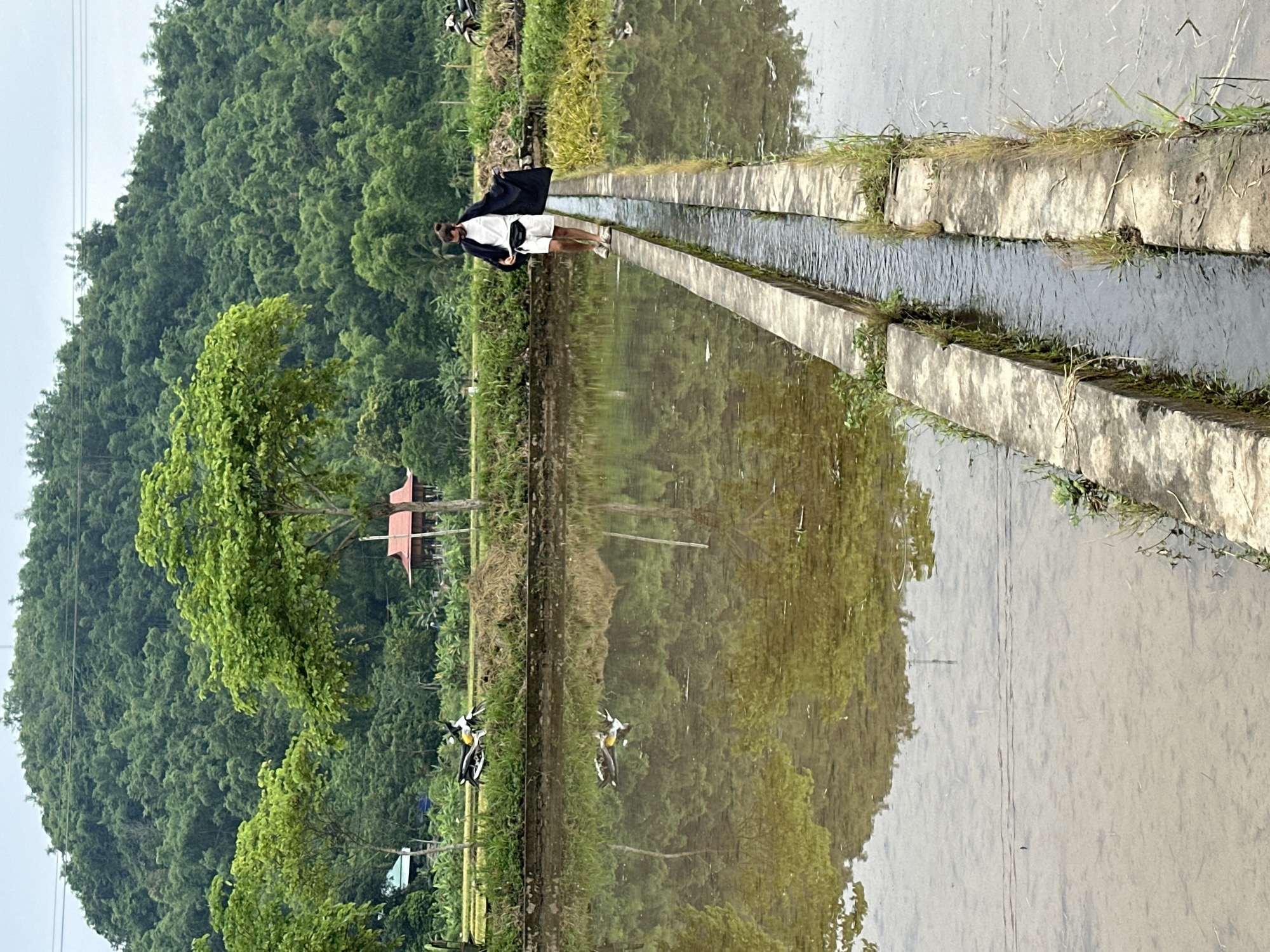 In Mai Chau, Vietnam, a man with dark hair pulled back in a bun, wearing a dark open-front jacket over a white t-shirt and white shorts, walks along a narrow concrete pathway. The pathway is elevated above a flooded rice paddy, with a narrow channel of water running alongside it. The man carries a black fanny pack around his waist and wears light-colored shoes. To the left of the pathway, ducks are visible swimming in the water. In the background, a lush green, densely forested hill rises steeply. Scattered trees with vibrant green leaves are also present in the middle ground, along with a small red-roofed structure. Several motorcycles are parked near the edge of the rice paddy in the distance, and power lines are strung across the upper portion of the frame. The sky is overcast, with a pale gray hue.