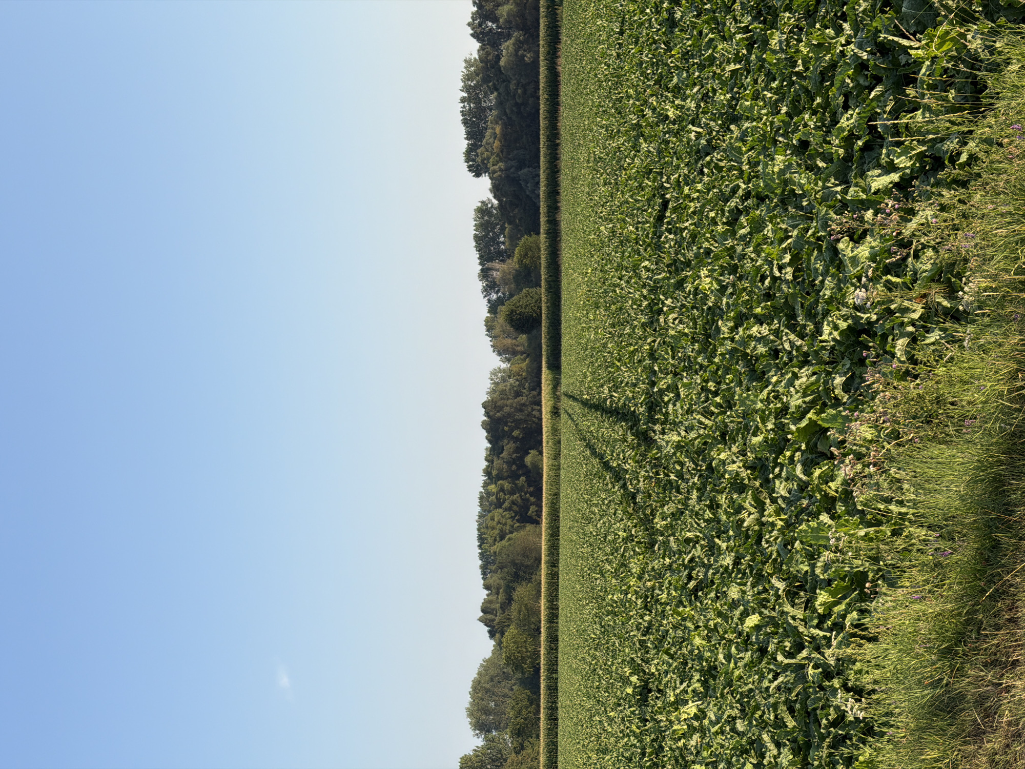 A vast, green field of crops, possibly sugar beets, dominates the foreground of the image, stretching towards a distant tree line. The crops are densely packed and appear healthy, with large, crinkled leaves. A distinct track, possibly from a tractor, cuts through the field, creating a shadow that extends into the distance. Beyond the cultivated field, a band of mature trees forms a dark green horizon. Above the trees, a clear, pale blue sky fills the upper portion of the image. The scene is bathed in natural sunlight, casting shadows and highlighting the textures of the crops. The location is the city of Melick, Netherlands.