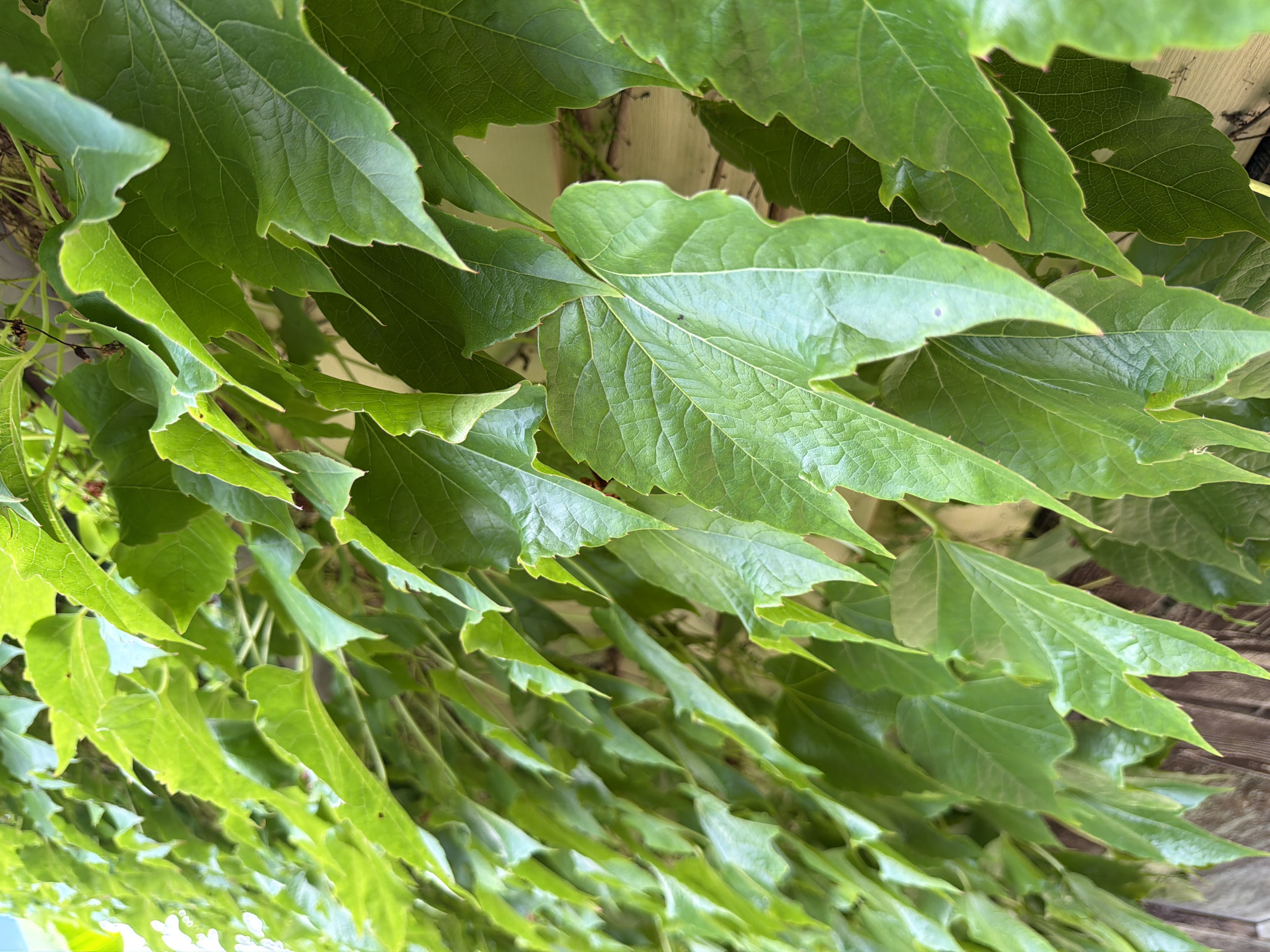 This media file is a close-up, upward-angle shot of lush, green ivy leaves. The leaves are densely packed, creating a curtain-like effect, and appear to be growing over a wooden structure, possibly a fence or a wall. Some of the leaves are illuminated by sunlight, highlighting their vein patterns and slightly glossy texture, while others are in shadow, creating depth and contrast. The overall scene is natural and organic, dominated by various shades of green.
There are no people or specific objects of interest other than the ivy itself. The setting appears to be outdoors, with hints of a wooden surface in the background. The time of day is suggested by the presence of sunlight, likely daytime. The weather appears to be fair, as indicated by the vibrant green of the leaves and the bright illumination.
No text is visible in the media file. The focus is entirely on the texture, form, and color of the ivy. The image evokes a feeling of natural abundance and growth. The location context of Sochi, Russia, suggests a temperate climate suitable for such abundant foliage.