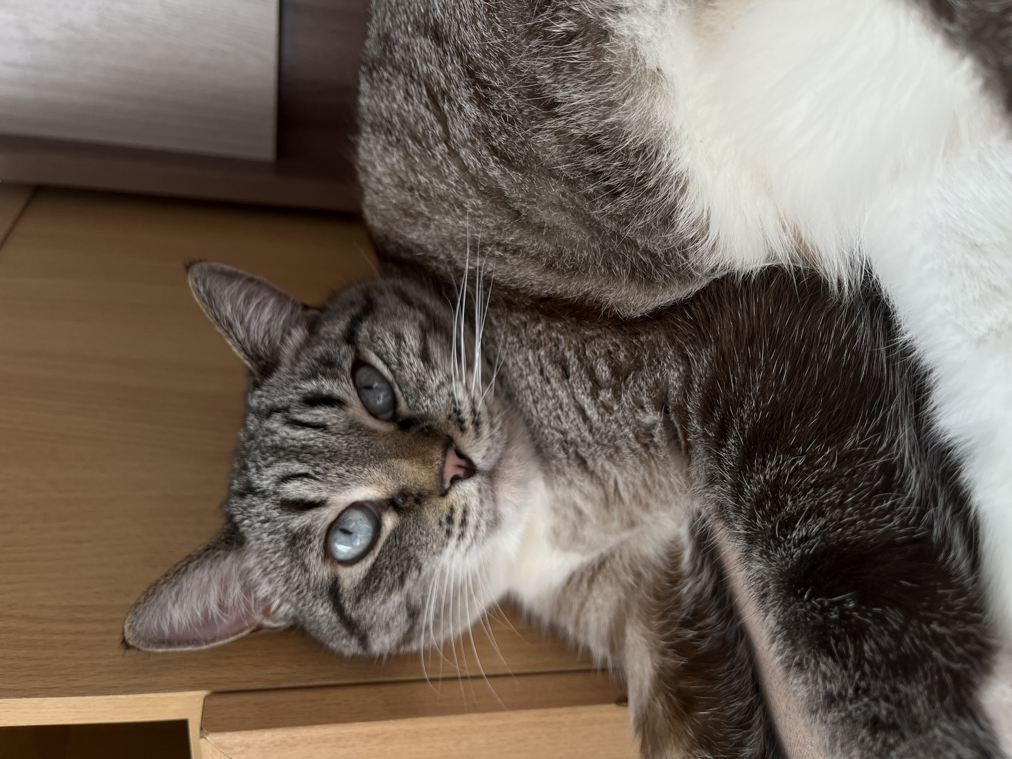 A cat with grey tabby markings and light blue eyes is lying on a wooden surface. A portion of white fur is visible on the cat's body. The background includes a light-colored cabinet or drawer. The location is likely indoors. No people are visible. The city is not determinable from the image.