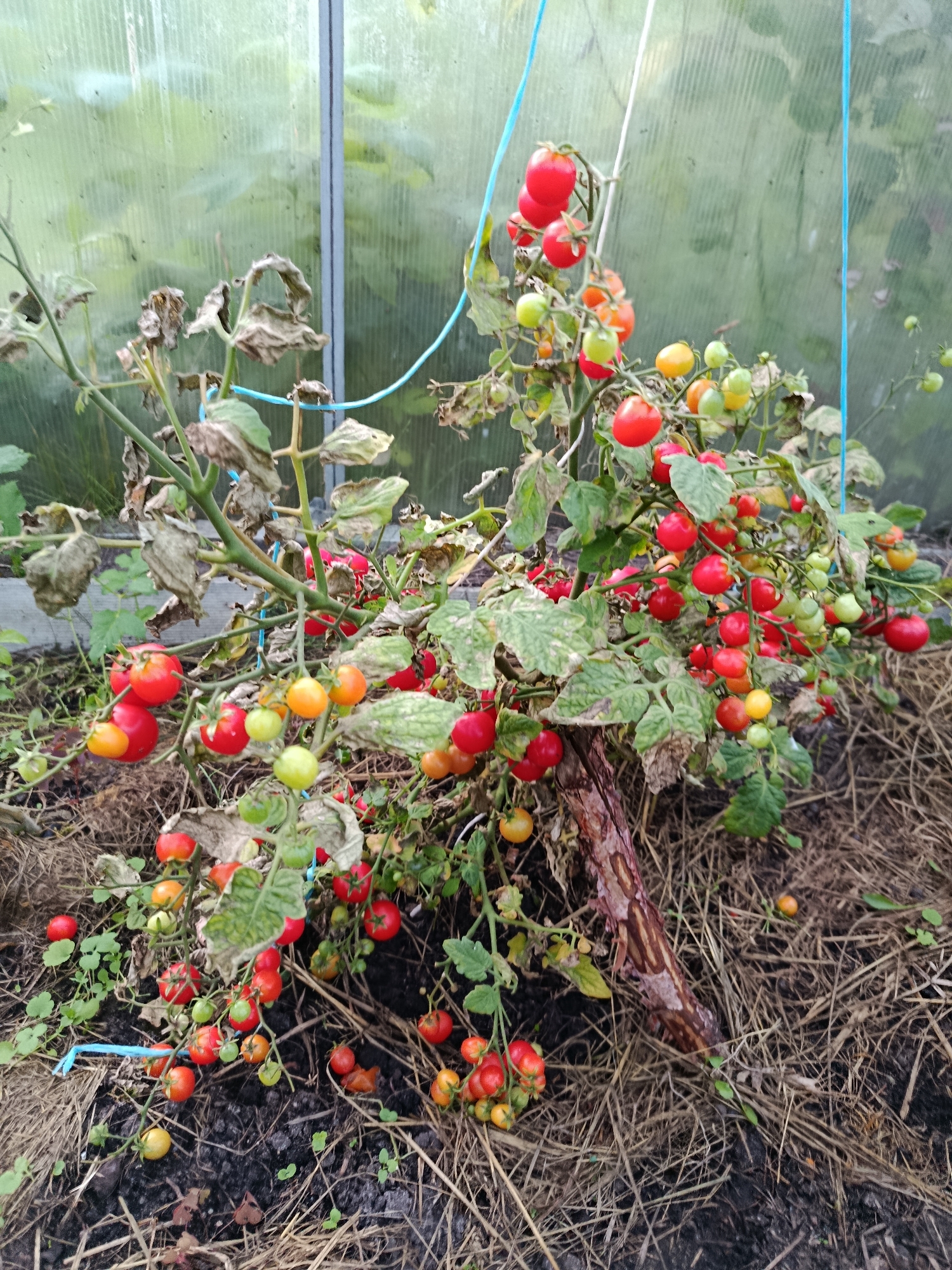In a greenhouse in Verеyа, Russia, a cherry tomato plant laden with ripening fruit grows near the ground, supported by a rustic wooden stake. The plant displays a mix of ripe red tomatoes, partially ripe orange and yellow tomatoes, and green, unripe ones. Many of the plant's leaves are withered and brown, indicating potential stress or the end of the growing season. The ground around the plant is covered with dark soil and dry straw mulch. The greenhouse structure, with its corrugated translucent walls, is visible in the background. No people are present in the scene.