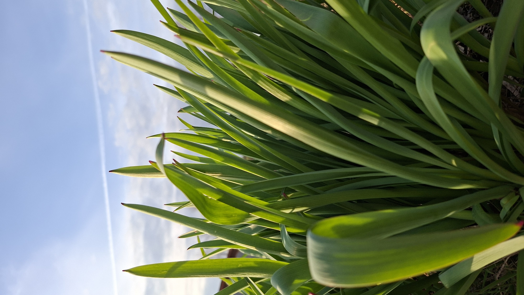 The image displays a close-up, upward-facing view of vibrant green plant foliage against a clear blue sky. The plants feature numerous long, blade-like leaves, possibly from tulips or similar bulbous plants, with some of the leaf tips exhibiting a subtle reddish tint. Strong sunlight illuminates the scene, creating bright highlights on the upper surfaces of the leaves and casting shadows within the dense growth, suggesting either early morning or late afternoon.
The sky, occupying the upper-left portion of the frame, is a bright azure with scattered, wispy white clouds. A prominent white contrail from an aircraft stretches diagonally across the blue expanse. The perspective emphasizes the natural forms and textures of the leaves, with no human or animal activity visible. The scene evokes a sense of natural tranquility and growth in Большой Букор, Russia. No text is visible in the image.