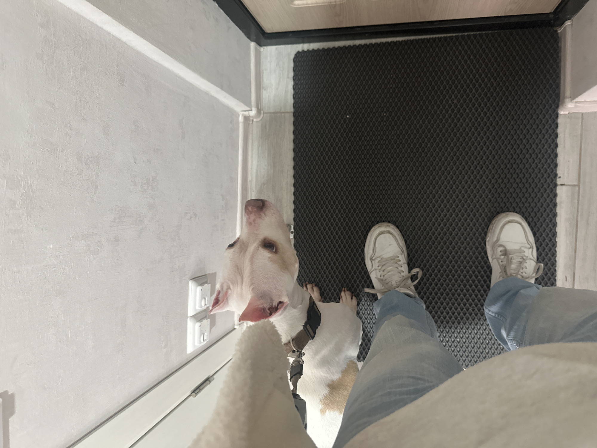 The image is taken from a first-person perspective, looking down at a dog standing in front of a person's legs. The person is wearing white sneakers and blue jeans. The dog is white with tan patches and a black collar. They are standing on a textured black floor mat in a room with a white wall to the left. The location is not discernible to Sochi, Russia. There are two electrical outlets on the wall. The lighting is soft, and the focus is on the dog and the person's feet.