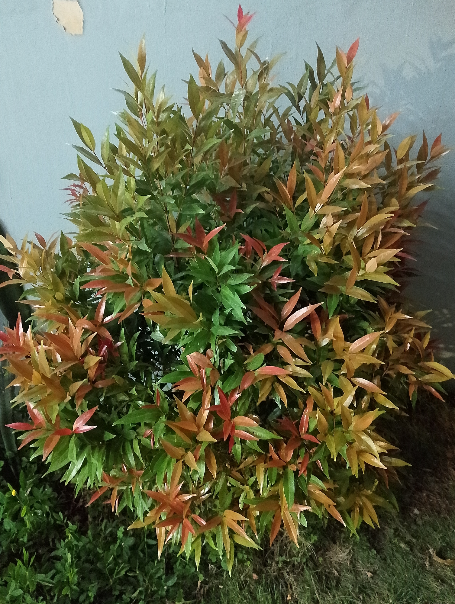 A shrub with dense foliage is positioned in front of a light blue, textured wall. The leaves of the shrub exhibit a gradient of colors, ranging from deep green to reddish-brown and yellow hues, suggesting new growth or seasonal changes. The shrub is situated on a ground covered with grass and some soil. The lighting in the image appears to be artificial and dim, casting shadows on the wall and around the base of the shrub. The scene is likely an outdoor setting in the city of Pematang Siantar, Indonesia. There are no people or animals visible in the image.