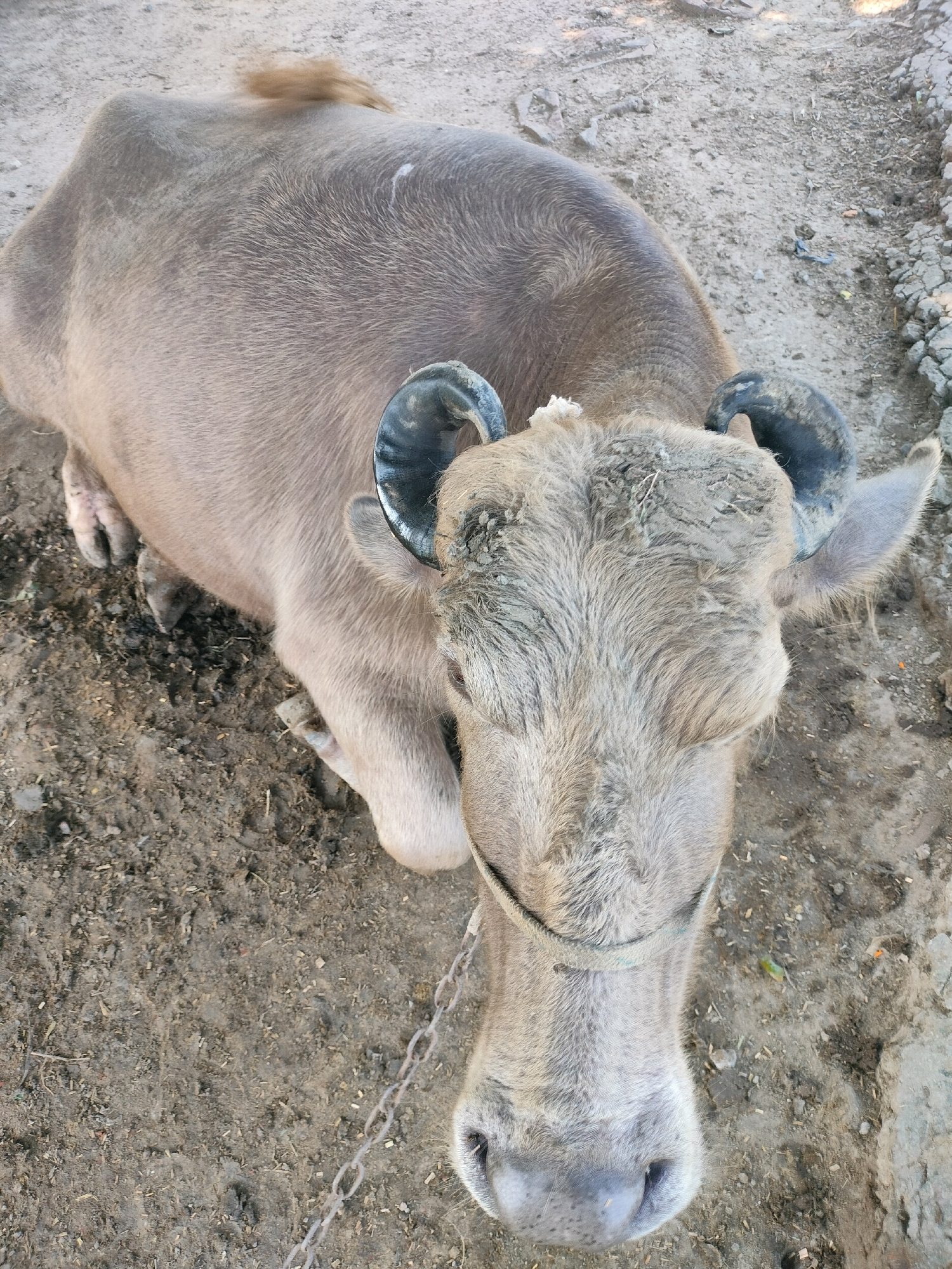 An overhead shot shows a light brown buffalo resting on a dirt ground in Aurangabad, India. The buffalo is facing the camera with its head lowered and its eyes closed. Its horns are curved and dark. The ground is dry and dusty, with some scattered debris. A metal chain is visible around the buffalo's neck, suggesting it is tethered. The overall scene is one of a calm, resting animal in an outdoor, rural setting.