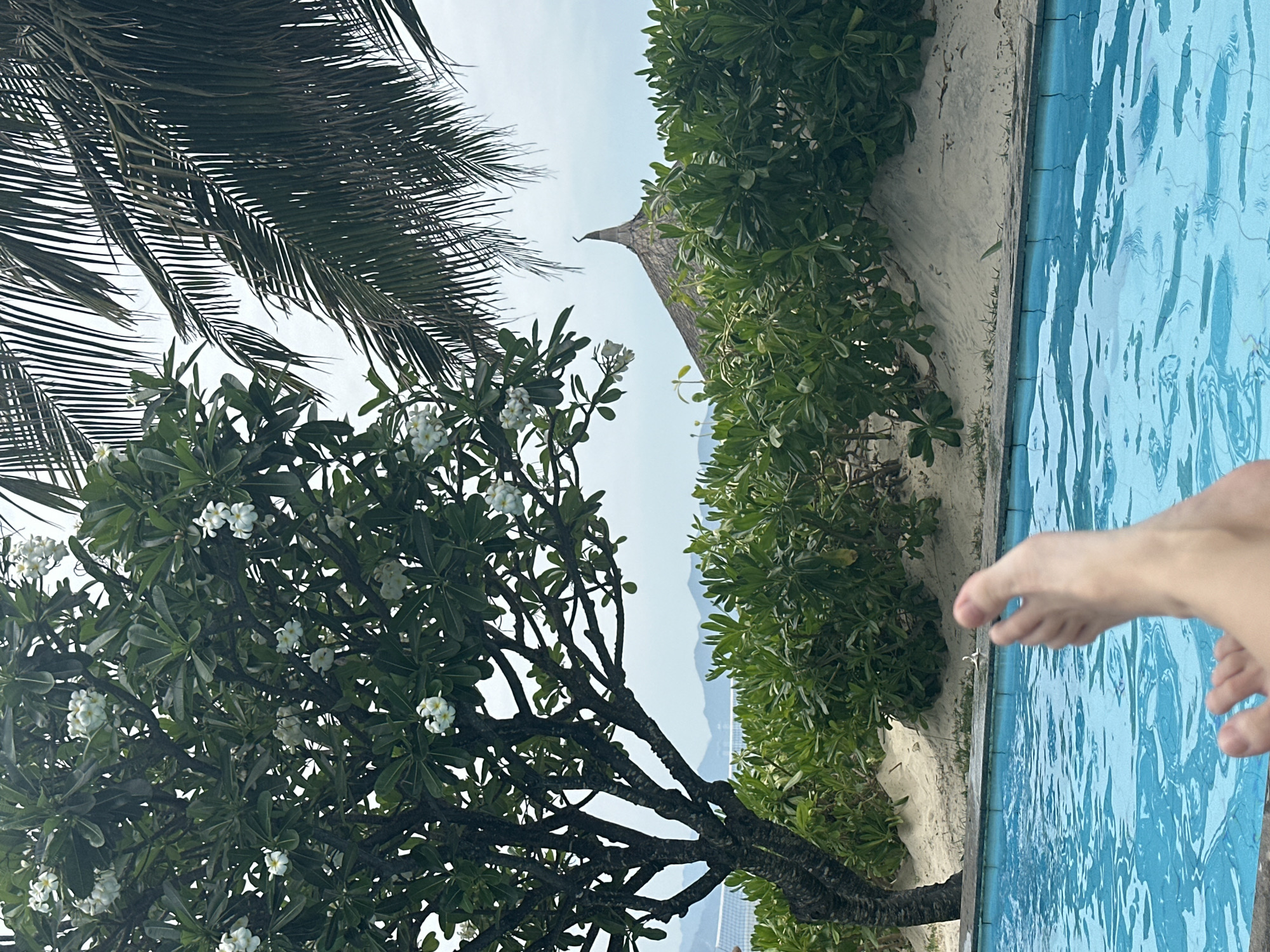 The image, taken from a low perspective, showcases a vibrant tropical setting with a clear blue swimming pool. A bare foot, presumably belonging to the photographer, is visible in the bottom right, extending towards or slightly into the rippling pool water. The pool's edge abuts a sandy strip from which lush green foliage, including various bushes and a distinctive plumeria tree with numerous white blossoms, emerges.
In the upper left, dark green palm fronds partially frame the scene against a bright, clear sky. Towards the center-right background, the pointed, thatched roof of a building can be seen nestled among more dense green trees. Further in the distance, a hazy outline of mountains or hills suggests a scenic, possibly coastal or island, location. The bright daylight indicates a sunny day, contributing to the tranquil and inviting atmosphere. There is no visible text in the image.