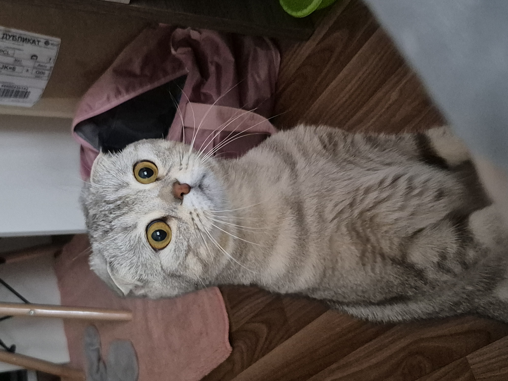 A Scottish Fold cat with light gray and beige fur and yellow eyes is lying on a wooden floor. The cat's head is turned toward the viewer, with its ears folded forward. Behind the cat, there is a pink cloth, a cardboard box with Cyrillic text "ДУБЛИКАТ" (DUBLIKAT), and a green object. In the lower left corner, parts of a chair and a pink towel are visible. The location is in the city of Chaikovsky, Russia.