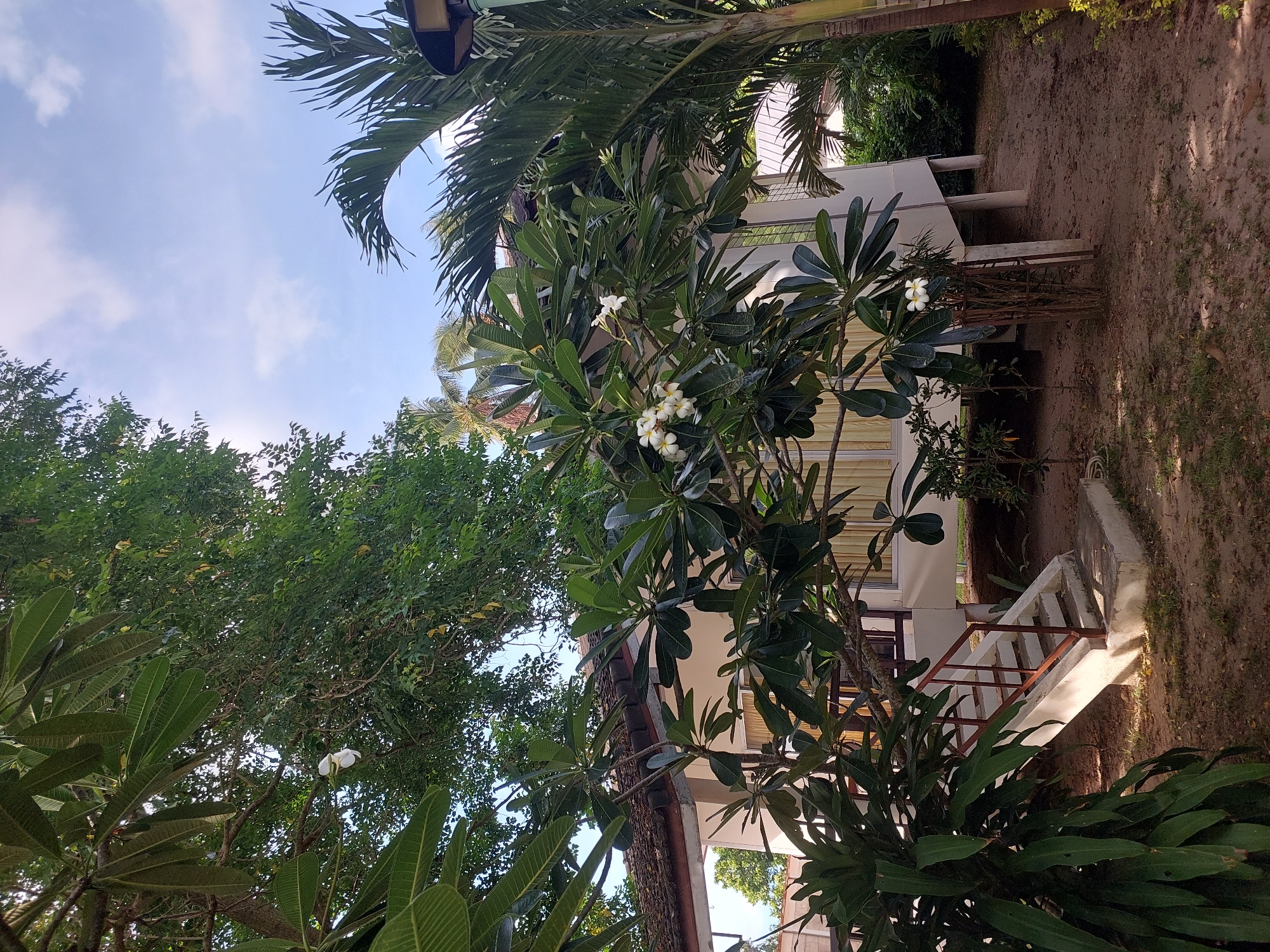 The image shows a tropical setting with lush greenery and a small building. In the foreground, there is a frangipani tree with white flowers in bloom. Behind the tree, a light-colored building with a tiled roof is visible. The building is elevated on stilts, and a set of stairs leads up to an entrance. To the right of the building, a palm tree stands tall. The ground is covered in sand and dry leaves, suggesting a beachside or tropical environment. The sky is partly cloudy and blue. The location appears to be in Baan Mae Nam, Thailand, characterized by its tropical climate and vegetation. There are no people visible in the image.