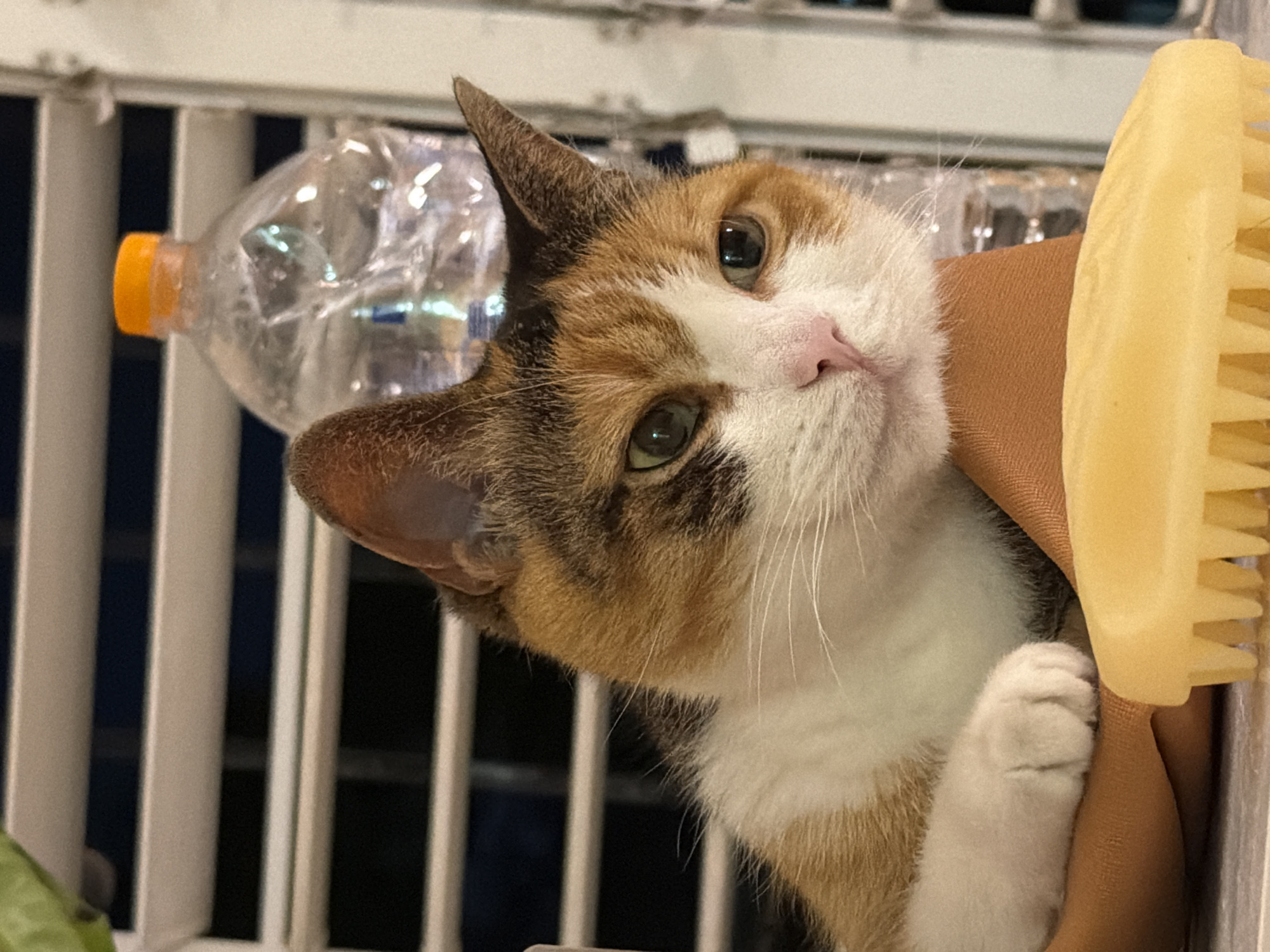 A calico cat with green eyes and a pink nose is resting on an orange cloth. In the background, a partially crumpled plastic water bottle with an orange cap is visible. The environment appears to be indoors, with white blinds partially obscuring a dark background. The scene is lit by artificial light, creating shadows. There is no discernible location in Tel-Aviv, Israel, or any indication of human presence.