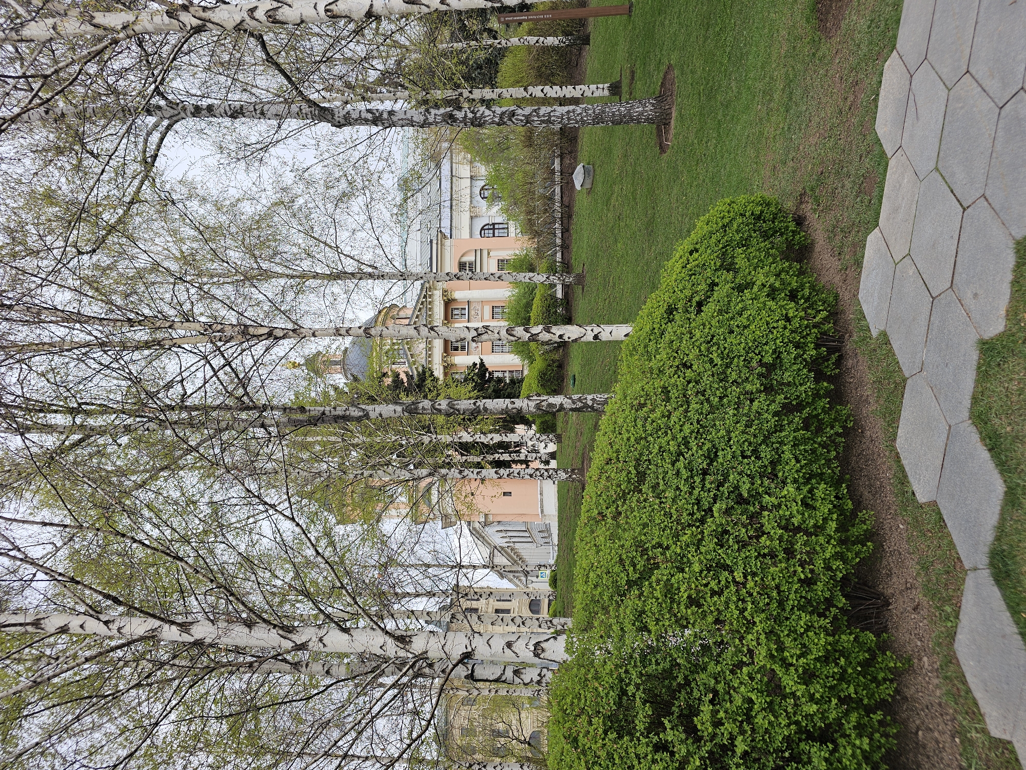 The image depicts a view through a birch tree grove in Moscow, Russia, toward a light-colored building with architectural details including a dome. The birch trees are in the foreground, their characteristic white bark with black markings prominent. Some new green leaves are visible on the trees. A large, rounded green bush is situated to the right of the trees. A stone pathway composed of interlocking hexagonal pavers is partially visible on the far right. Grass covers the area around the trees and bush. The building in the background is peach and white in color, with visible windows and decorative architectural elements. The sky appears overcast.