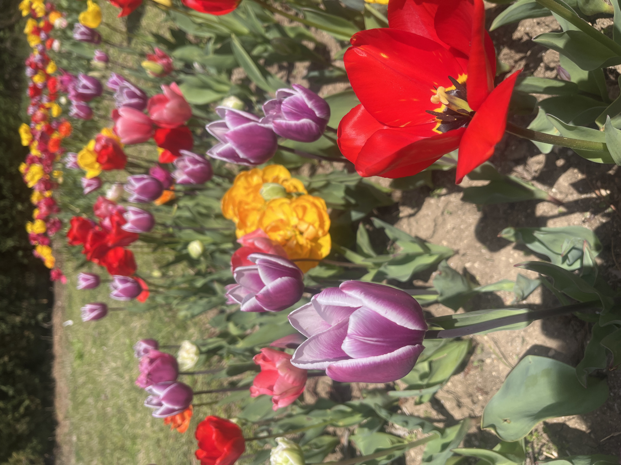 The image depicts a field of tulips in Varna, Bulgaria. The tulips are arranged in rows and feature a variety of colors including red, yellow, pink, and purple. The perspective is low, looking up at the flowers. The ground between the flower rows is visible and appears to be dry soil. The leaves of the tulips are green and cast shadows on the ground. The flowers are in full bloom, with some petals fully open. There are no people visible in the image. The scene appears to be taken on a sunny day.