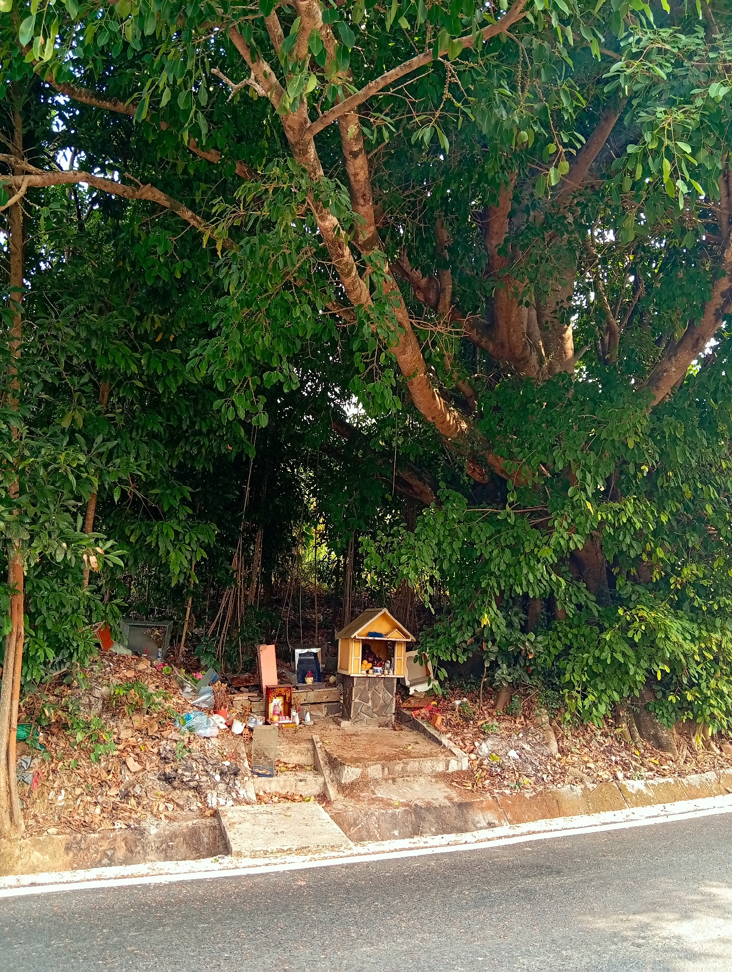 This image depicts a vibrant roadside scene in D'Ran, Vietnam, characterized by lush vegetation and a small, traditional shrine. In the foreground, a paved asphalt road with a distinct white edge line spans the bottom of the frame. Adjacent to the road, a concrete curb delineates a stepped embankment of dirt and dry leaves.
Dominating the midground on this embankment is a small, ornate shrine, featuring a yellow, tiered roof and a stone-clad base, accessed by concrete steps. Inside the shrine, offerings such as fruits are visible. To the immediate left of the shrine, a framed picture, possibly of a deity or ancestor, stands upright, surrounded by other small offerings and items on the ground. The area around the shrine and extending further left is heavily littered with various discarded materials, including plastic bottles, bags, and debris, mixed with dry foliage and soil. A red chair is also visible amidst the refuse.
Towering above the entire scene are large, mature trees with robust, textured trunks and dense, broad-leafed green foliage, indicative of a tropical environment. Sunlight filters through the canopy, brightly illuminating the scene and suggesting a clear daytime setting. Some vines or aerial roots are discernible hanging within the thick undergrowth behind the main trees. No people or visible text are present in the image.