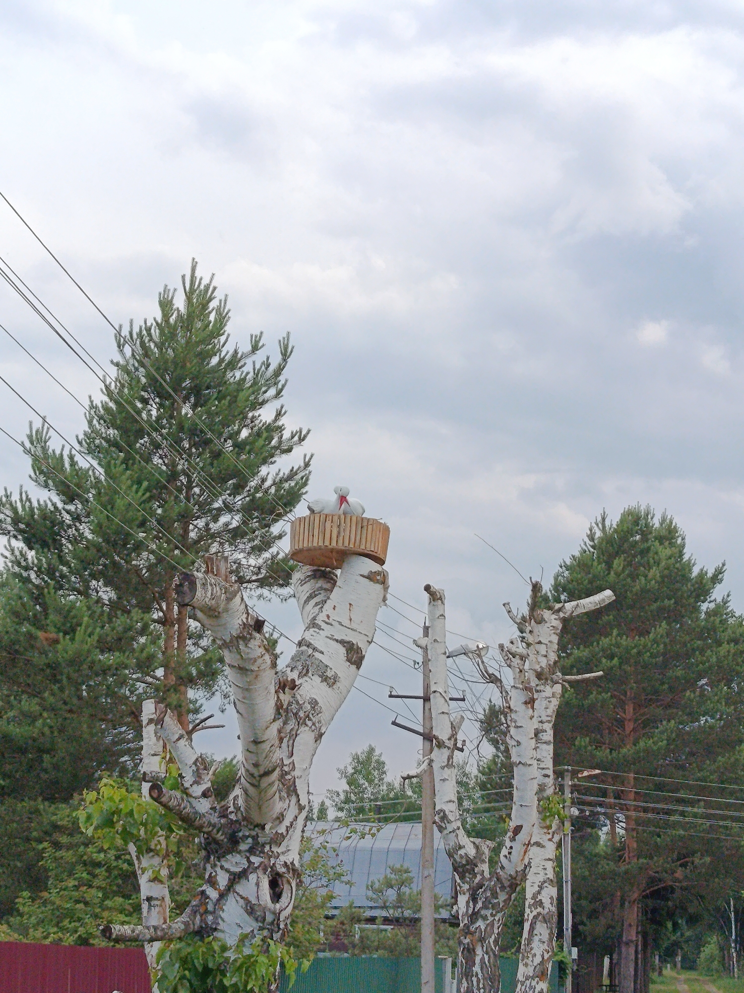 In Alferovo, Russia, a photograph captures a cluster of trees, primarily birch and pine, against an overcast sky. Prominently featured is a wooden structure resembling a bird's nest, complete with two white, bird-like figures, perched atop a cut birch tree. Electrical wires crisscross the scene, some passing behind the trees and others in front of them. The lower portion of the image reveals a glimpse of a red fence and a green fence, suggesting a rural or semi-rural setting. In the background, glimpses of buildings and more trees are visible, partially obscured by the foliage and wires. The overall impression is one of a natural environment marked by human infrastructure and a decorative element on a tree.