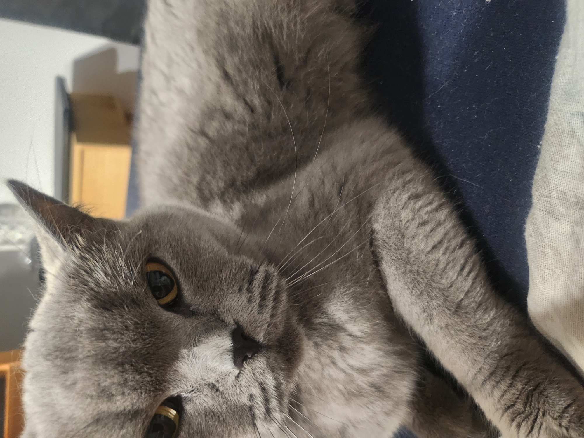 A close-up, eye-level shot captures a short-haired, grey British Shorthair cat lying on a blue surface with a white striped pattern. The cat is positioned in the foreground, facing the camera with its body angled slightly to the right. Its fur is a uniform grey, and its eyes are a striking yellow-green. The cat's left ear is visible, slightly pointed upwards. The background is blurred, showing a wooden surface and a darker grey object, possibly furniture. There is no indication of the city of Tsarevo, Bulgaria, or any environmental context beyond the immediate indoor setting.